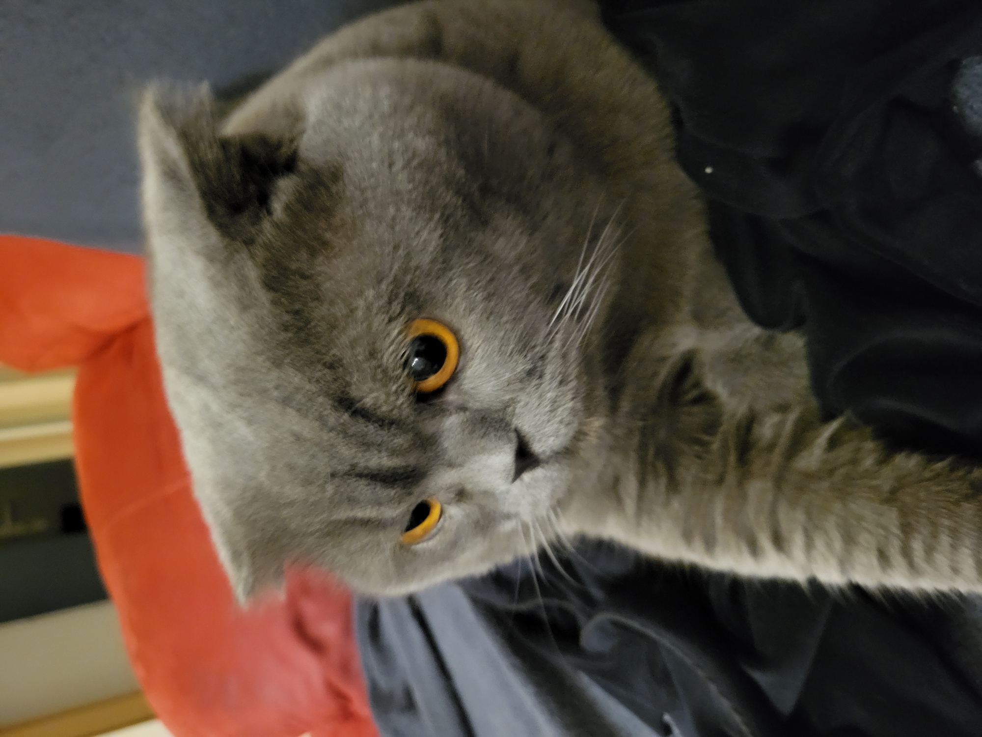 A close-up, eye-level shot focuses on a British Shorthair cat with thick, gray fur and striking orange eyes. The cat is positioned centrally, with its head tilted slightly downward and to the left. Its left paw is extended forward, resting on a dark, folded fabric that obscures the lower half of its body. The background is softly blurred, with hints of a red upholstered surface to the left and a dark surface to the right, suggesting an indoor setting. The lighting appears to be dim, with a focus on the cat's face and eyes. The scene is devoid of any human presence or any identifiable urban elements.