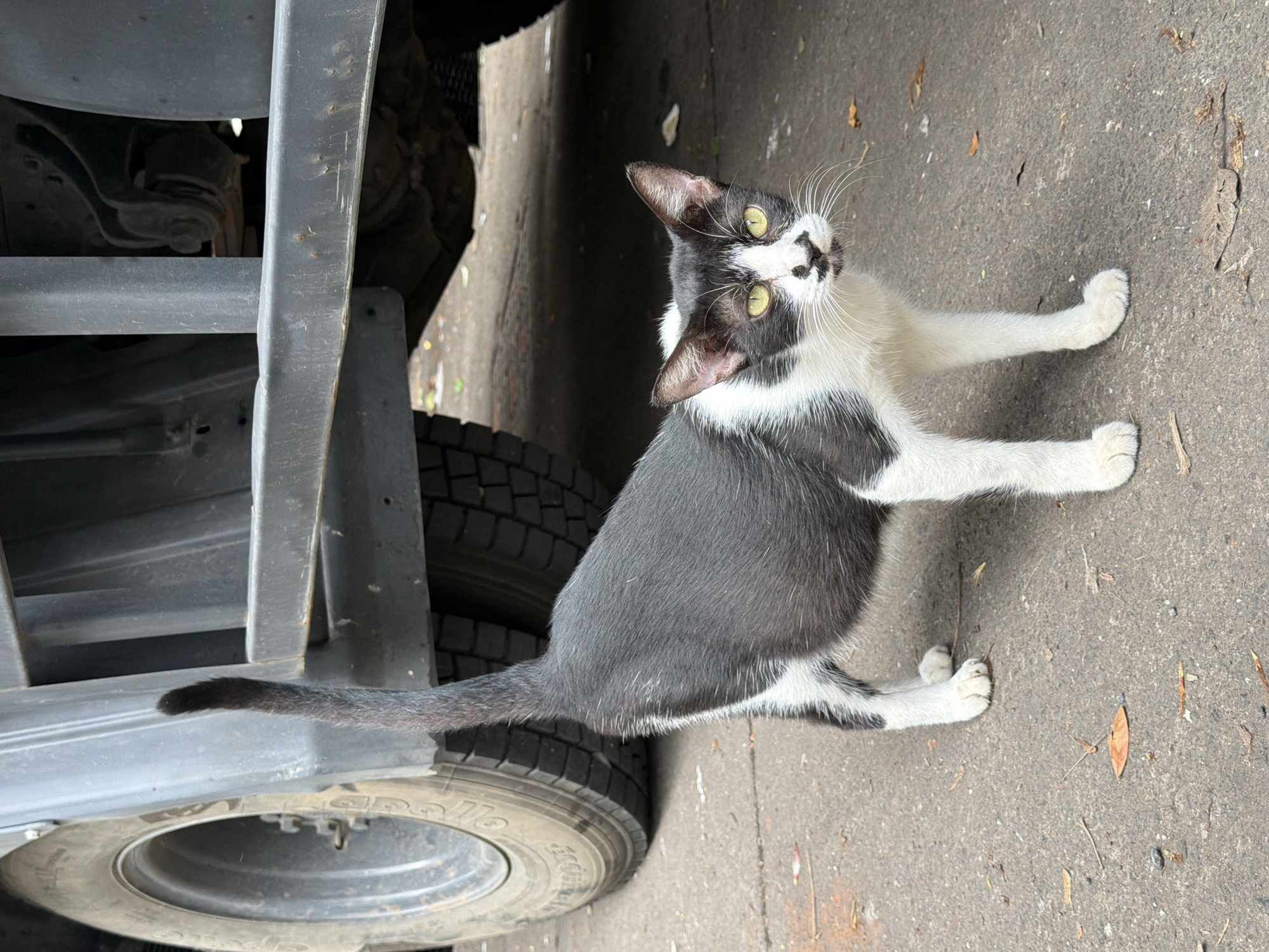 A black and white cat stands on a gray, paved surface, possibly a street or driveway, in Mumbai, India. The cat is facing the camera, its body angled slightly to the left. Its fur is predominantly black on its back, tail, and head, with white markings on its chest, belly, legs, and face. The cat has green eyes and a distinctive black marking on its nose, resembling a mustache. Behind the cat is the undercarriage of a large, dark-colored vehicle, likely a truck, with a visible tire on the left side of the frame. The ground is littered with small pieces of debris, including leaves and pebbles. The lighting suggests it is daytime.