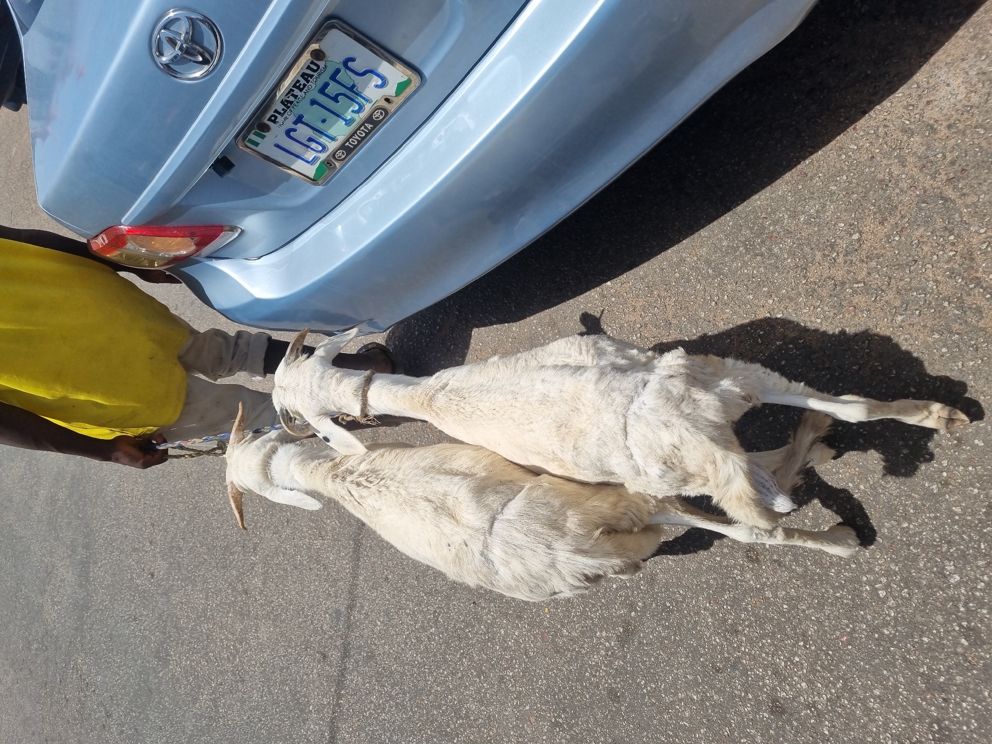 Two white goats lie on the asphalt road next to a light blue Toyota car. A dark-skinned person in a yellow shirt and beige pants is holding the ropes tied around the goats' necks. The car's license plate reads "PLATEAU LAND OF PEACE AND TOURISM LGT-15FS." The scene appears to be on a street. Based on the license plate, the location is likely in Plateau State, Nigeria, possibly in the city of Jos.