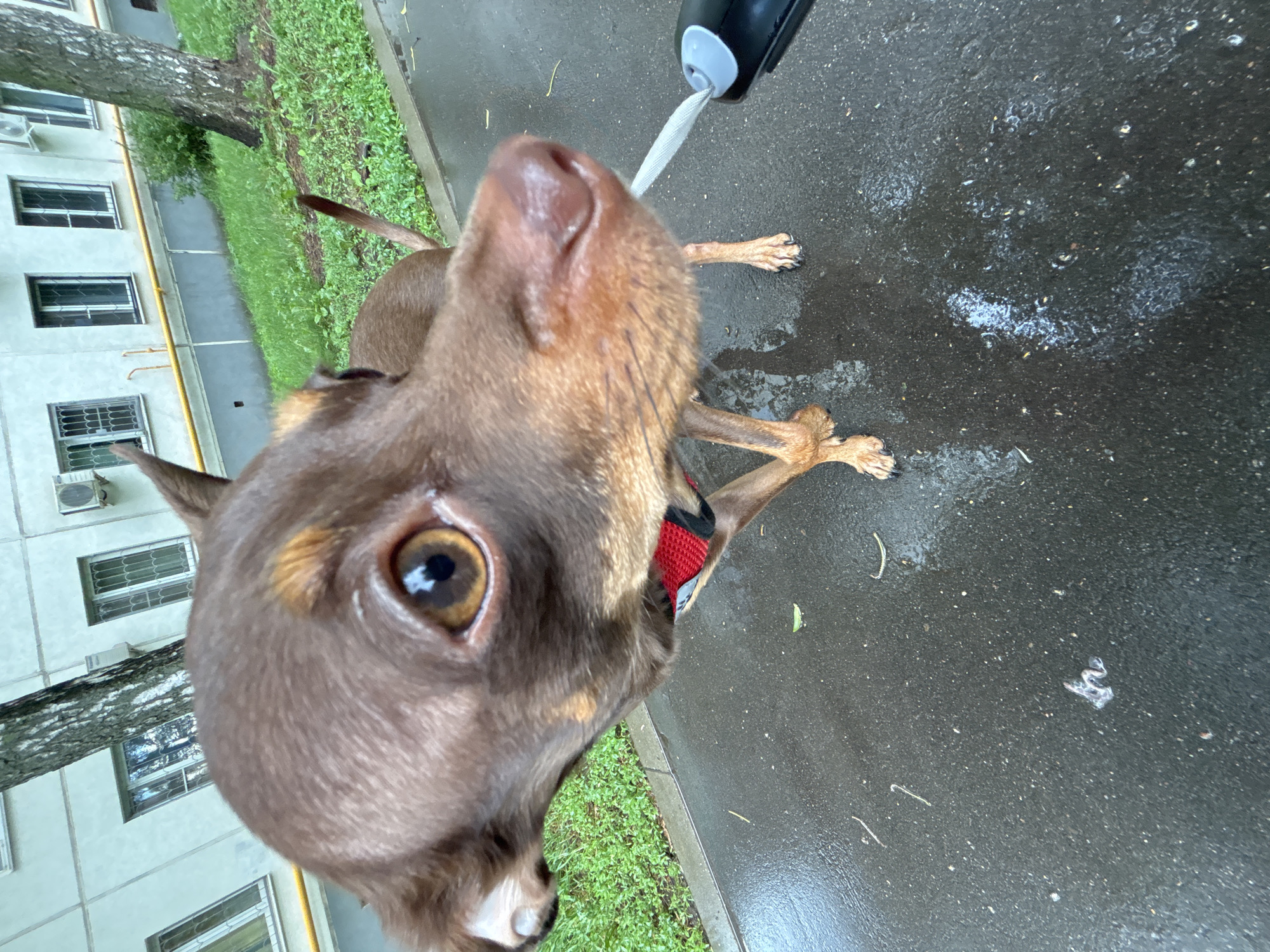 In this close-up, low-angle shot, a brown dog is the primary subject. The dog is positioned near the bottom center of the frame, with its head tilted upwards and facing the camera. Its large, brown eye is in sharp focus, and its snout is slightly wet. A red collar with black trim is visible around its neck. The dog appears to be interacting with a black and gray object held from above, with a white strap extending from it towards the dog's nose, suggesting the dog might be drinking or being offered something from it.
The scene is outdoors, on a wet, dark asphalt surface, indicating it might have recently rained or is still drizzling. Small puddles and water droplets are visible on the ground, along with some scattered white debris. To the left of the dog, a strip of green grass borders the asphalt. Behind the grass, a pale, multi-story building with several windows, some with barred panes, is visible. A tree trunk with textured bark runs vertically along the left side of the building, partially obscuring some of the windows. Some branches extend from the tree. The overall lighting suggests it is daytime, possibly overcast due to the wet conditions. The image was taken in Khimki, Russia. No visible text is present in the image.
