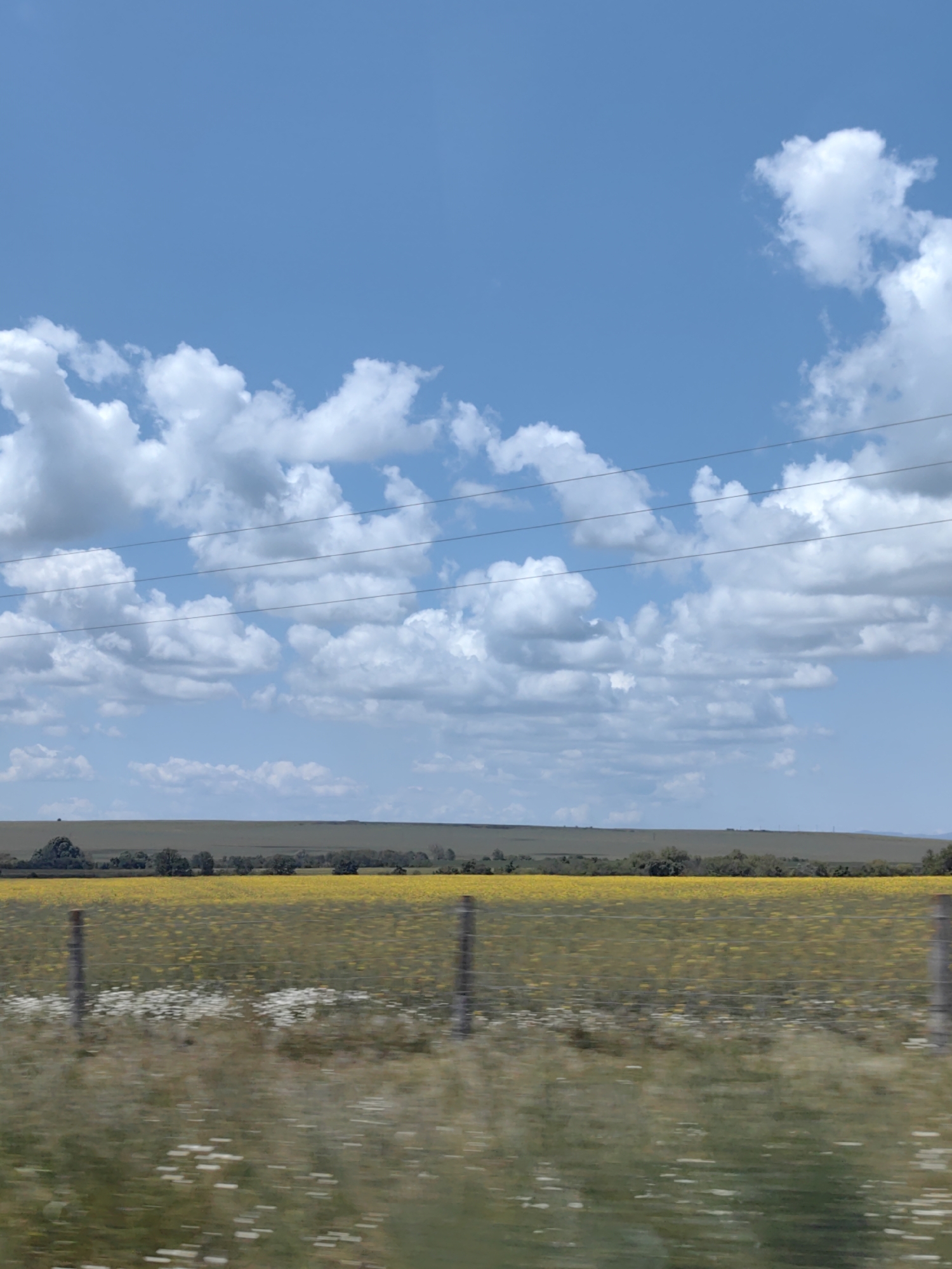 The image depicts a landscape in Zheleznik, Bulgaria. The sky is blue with white cumulus clouds. Power lines stretch across the upper portion of the image. Below the sky is a field of yellow flowers, likely sunflowers or rapeseed, behind a blurred green and gray foreground with white flowers, possibly representing motion. A fence line of wooden posts is visible in the middle ground. In the distance, a line of trees marks the horizon. No people are visible.