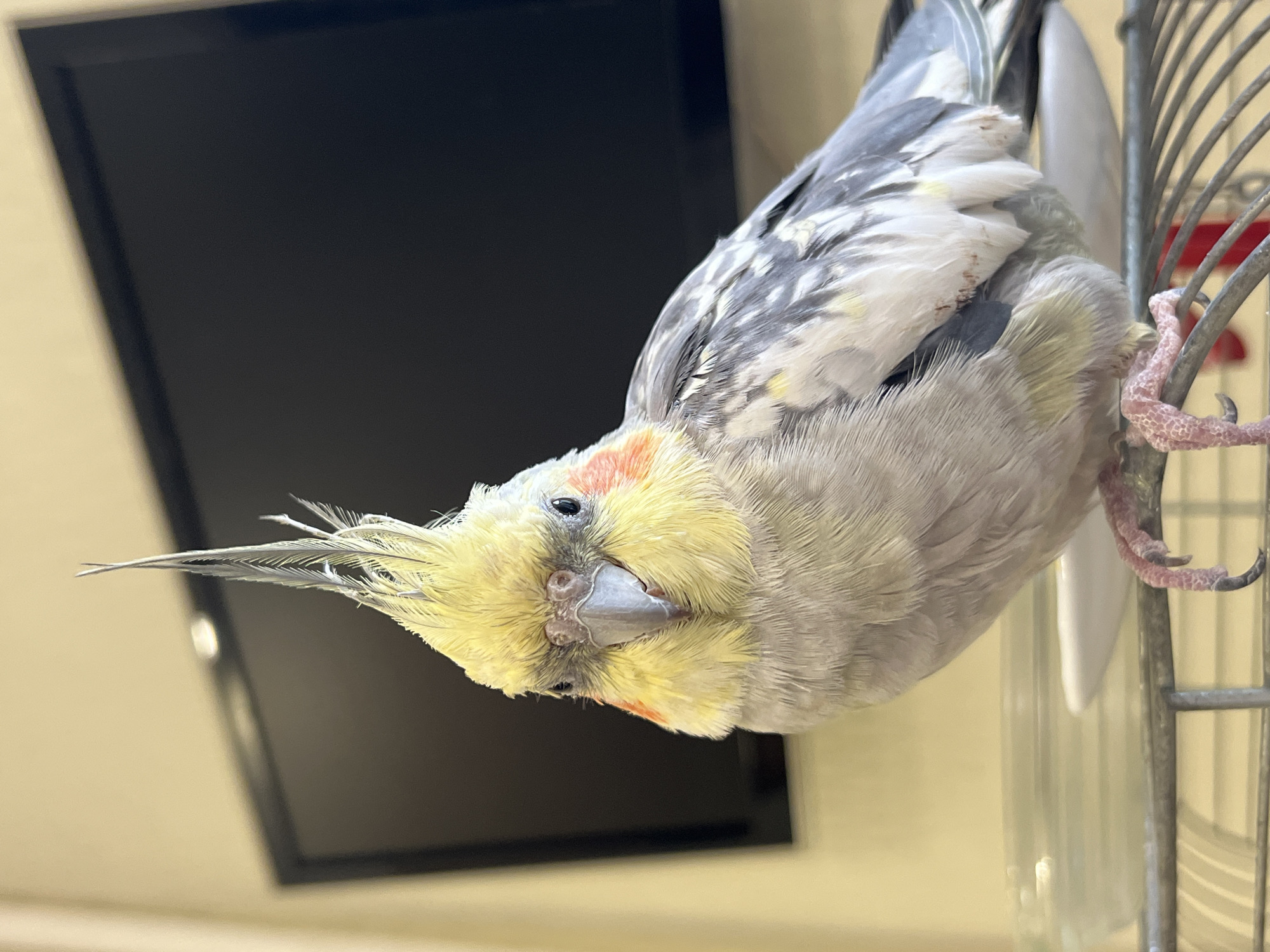A cockatiel with a yellow crest and orange cheek patches is perched on a metal cage. The bird has gray and white feathers on its wings and body. The background is blurred, showing a dark television screen and a light-colored wall. The scene is indoors.