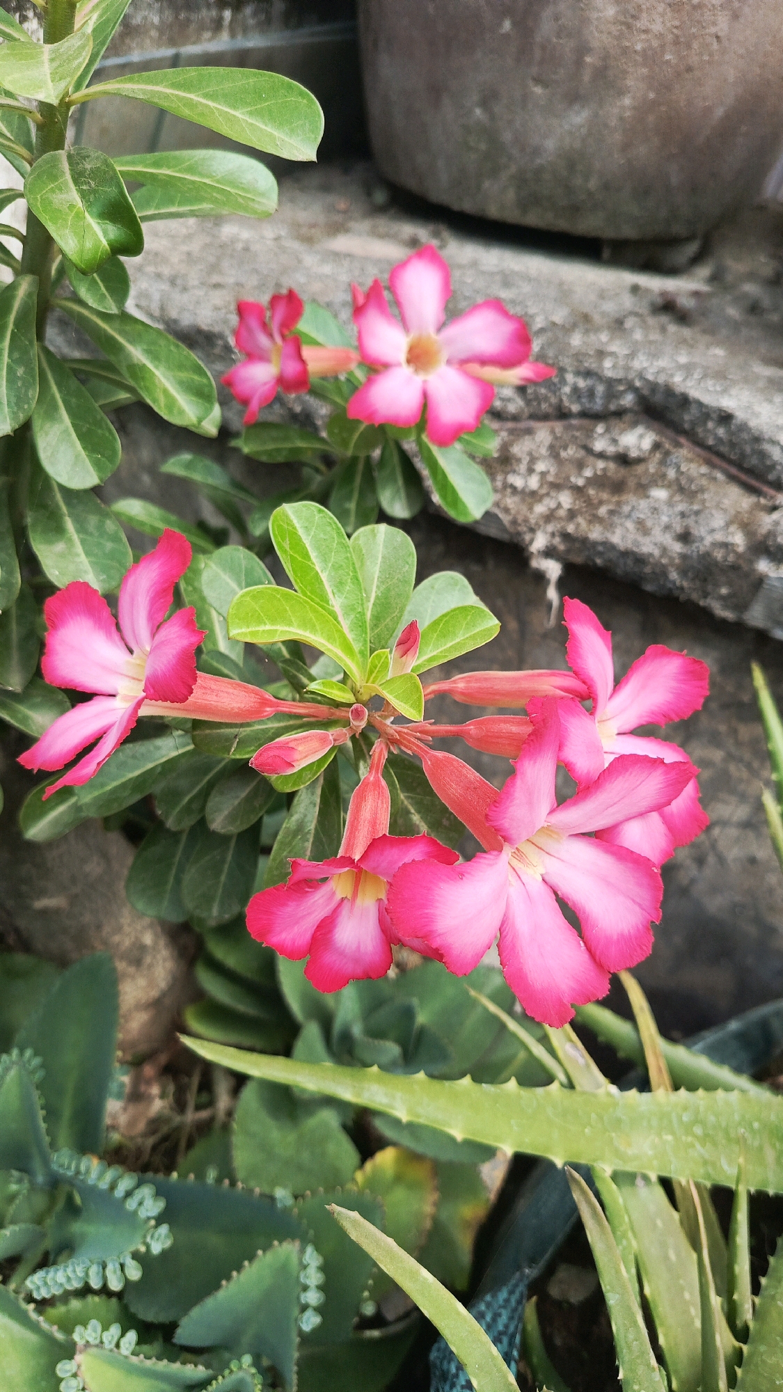 This image shows a close-up of several bright pink Adenium flowers, also known as Desert Roses, blooming on a plant. The flowers have five petals each, with a gradient of color from deep pink at the edges to a lighter pink or white towards the center. Some of the flowers are fully open, while others are still in bud. The plant has lush green, leathery leaves. In the foreground, other succulent plants with pointed leaves are visible, including what appears to be a Kalanchoe daigremontiana (Mother of Thousands). The background consists of a rough, grey concrete surface and a blurred, large, dark brown pot. The scene is outdoors, suggesting a garden or patio setting. The lighting is natural, casting subtle shadows. The overall impression is one of vibrant botanical life in a somewhat rustic environment. The location of Mangunsuman, Indonesia, is provided as context, suggesting this image was taken in that area. There are no people or animals visible in the image.
