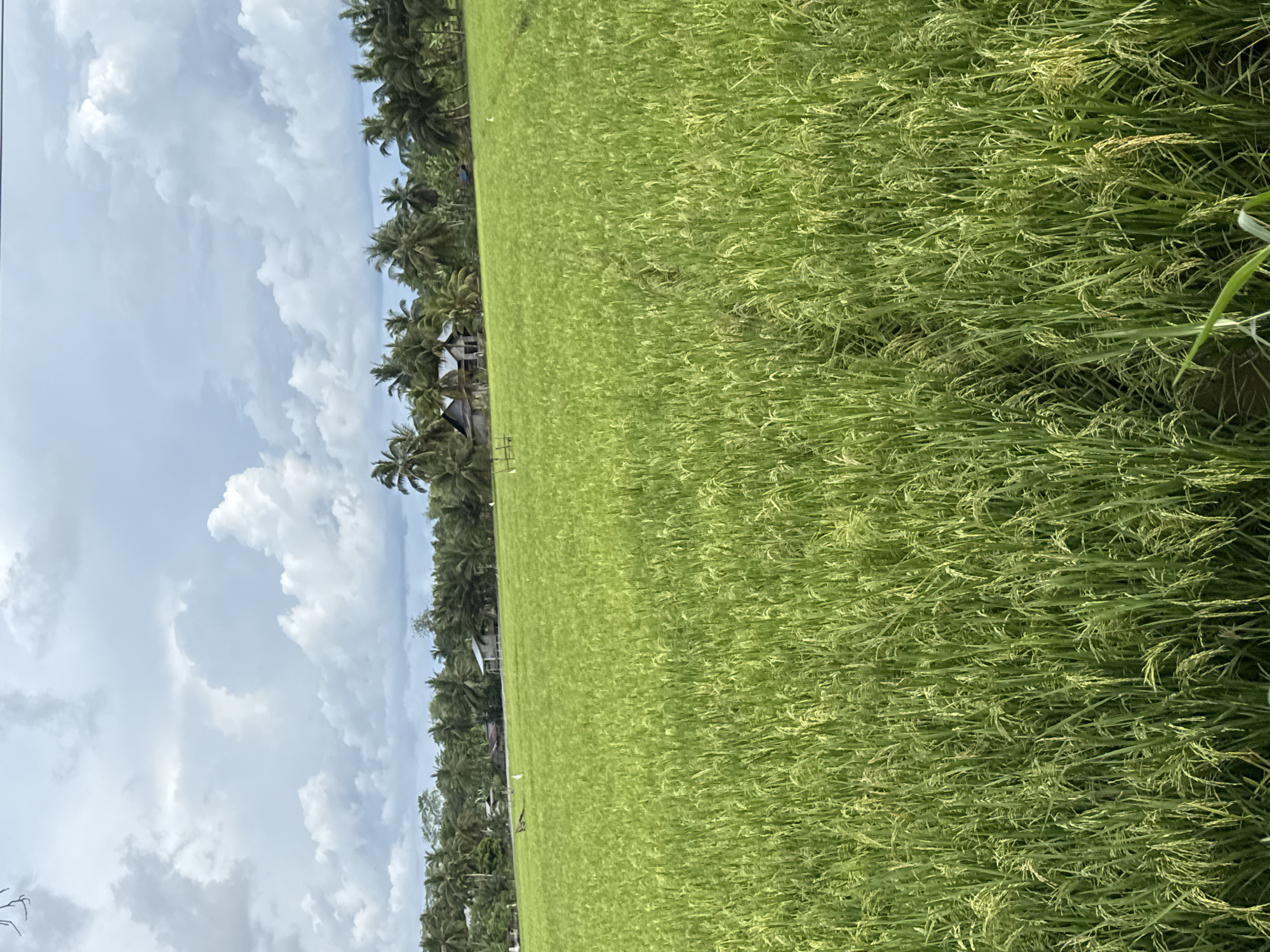 The image shows a verdant rice paddy field in Lhokseumawe, Indonesia. The rice plants, mostly green, fill the foreground. A line of coconut trees and a few buildings are visible at the edge of the field. The sky, with white, puffy clouds against a blue backdrop, takes up a significant portion of the image.