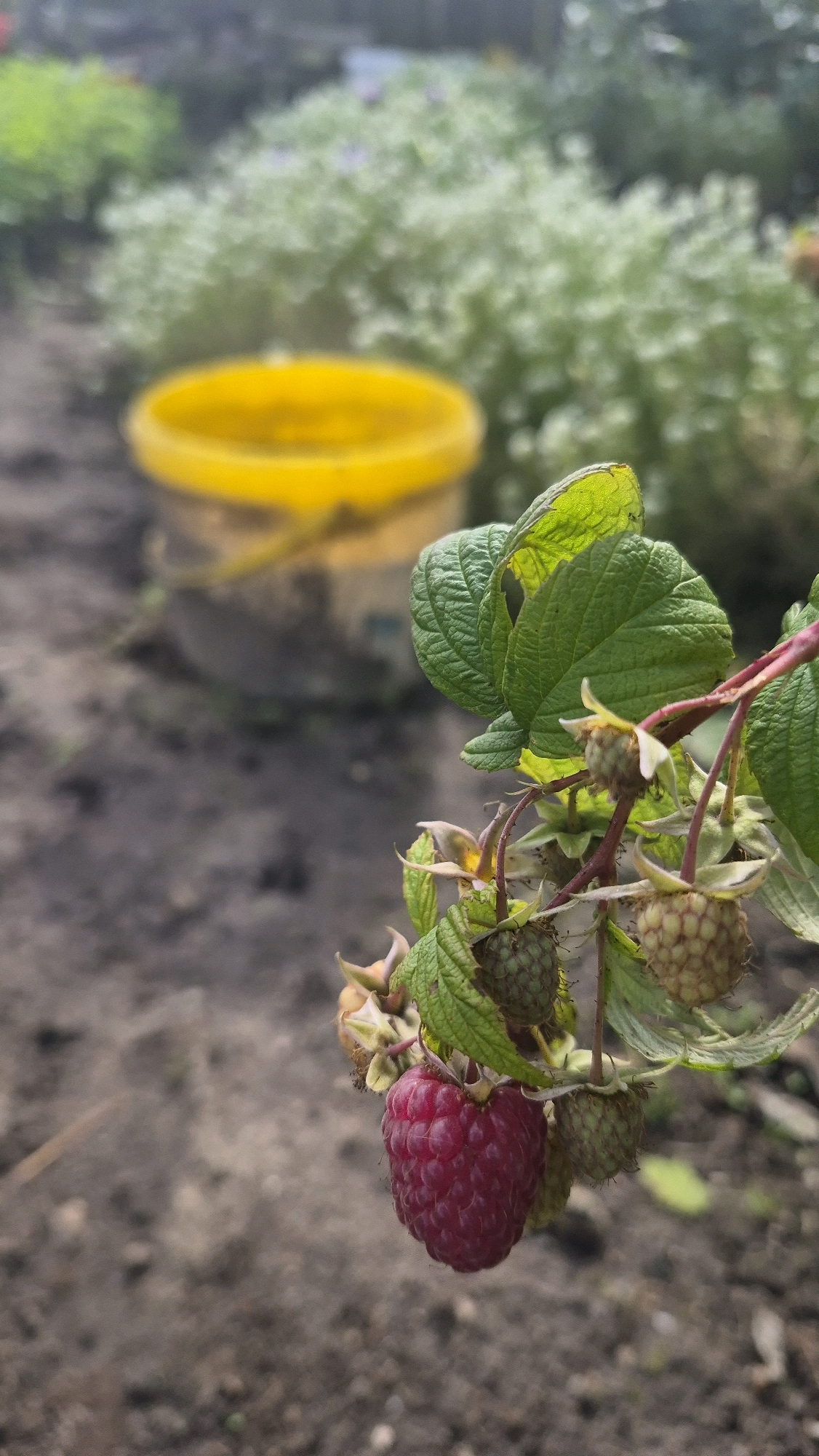 The image shows a close-up of a raspberry branch with one ripe red raspberry and several unripe green raspberries. The branch is in focus, with lush green leaves. In the background, a yellow bucket is out of focus, as is a blurred area of green foliage. The ground appears to be soil. The scene suggests a garden or agricultural setting. The metadata indicates the location is Červonka, Latvia.