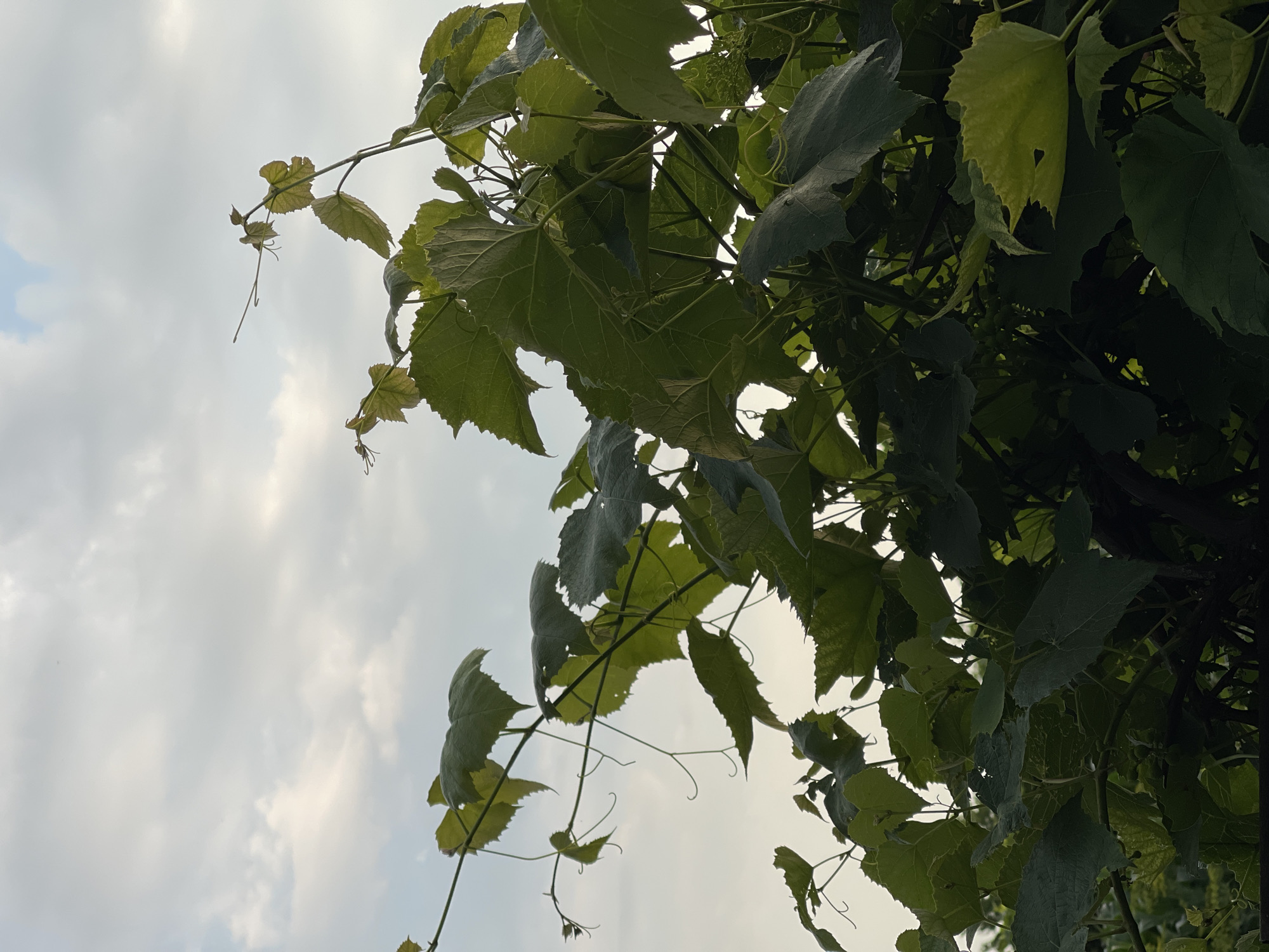 This media file is a close-up, low-angle shot of a grapevine with leaves against a cloudy sky. The leaves are a vibrant green, with some appearing slightly lighter or yellowish, indicating varying stages of growth or sun exposure. The vine itself is composed of thin, twisting branches and tendrils that curl and extend outwards. The sky is filled with soft, diffused clouds, suggesting an overcast or perhaps early morning or late afternoon time of day. The overall scene is natural and serene, with no people or man-made objects visible. The focus is entirely on the texture and form of the plant against the atmospheric backdrop. There is no visible text in the image.