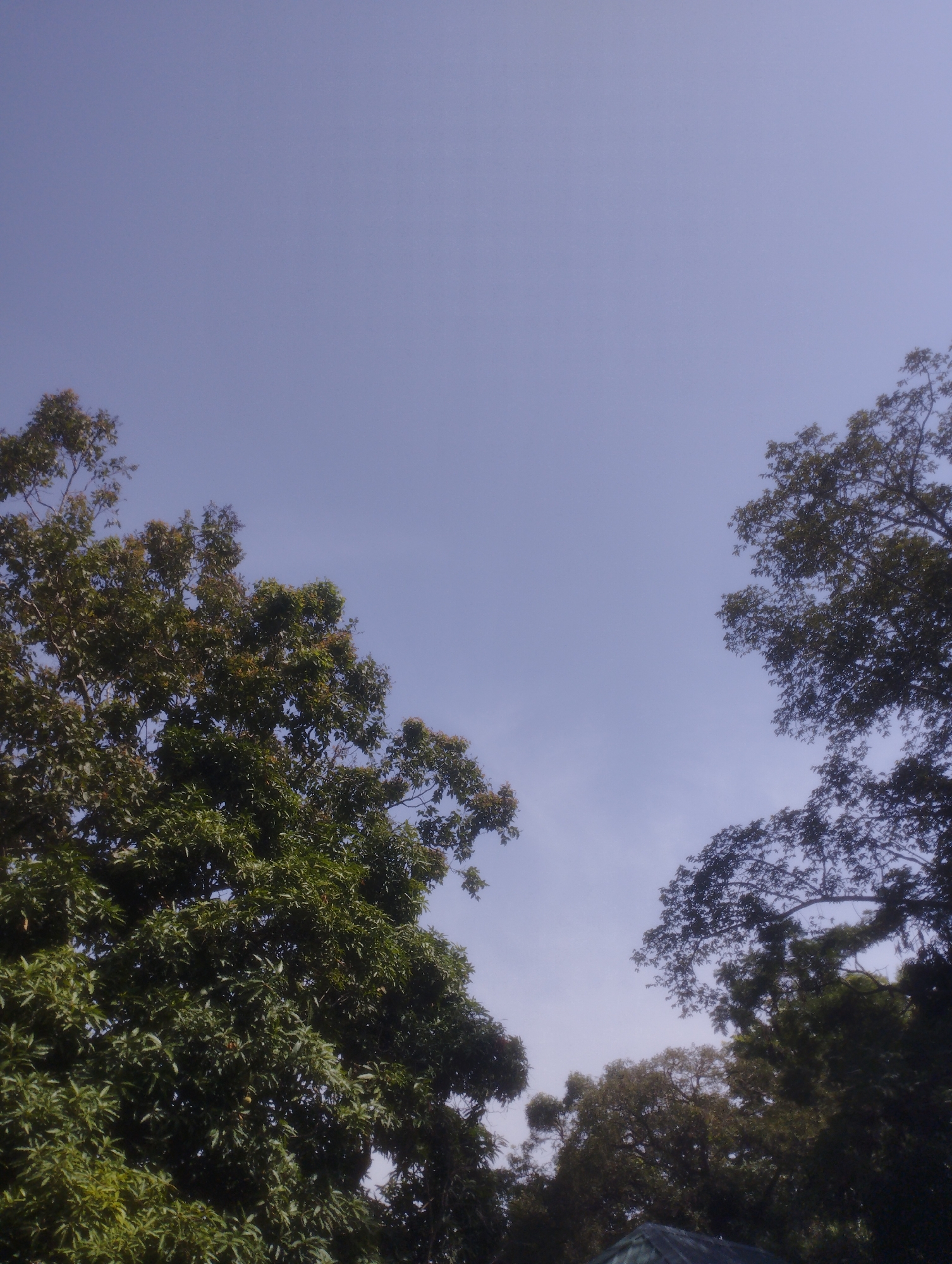 The image captures a clear, light blue sky with the tops of lush green trees silhouetted against it. The perspective is looking upwards, suggesting the trees are tall. The foliage is dense and appears healthy, with individual leaves visible in some areas. The scene is serene and natural, characteristic of an outdoor environment. This scene is consistent with the natural beauty found in parks or residential areas within Jos, Nigeria, a city known for its relatively cool climate and verdant landscapes. There are no people or any man-made structures prominently visible in the image, reinforcing the focus on the natural environment.