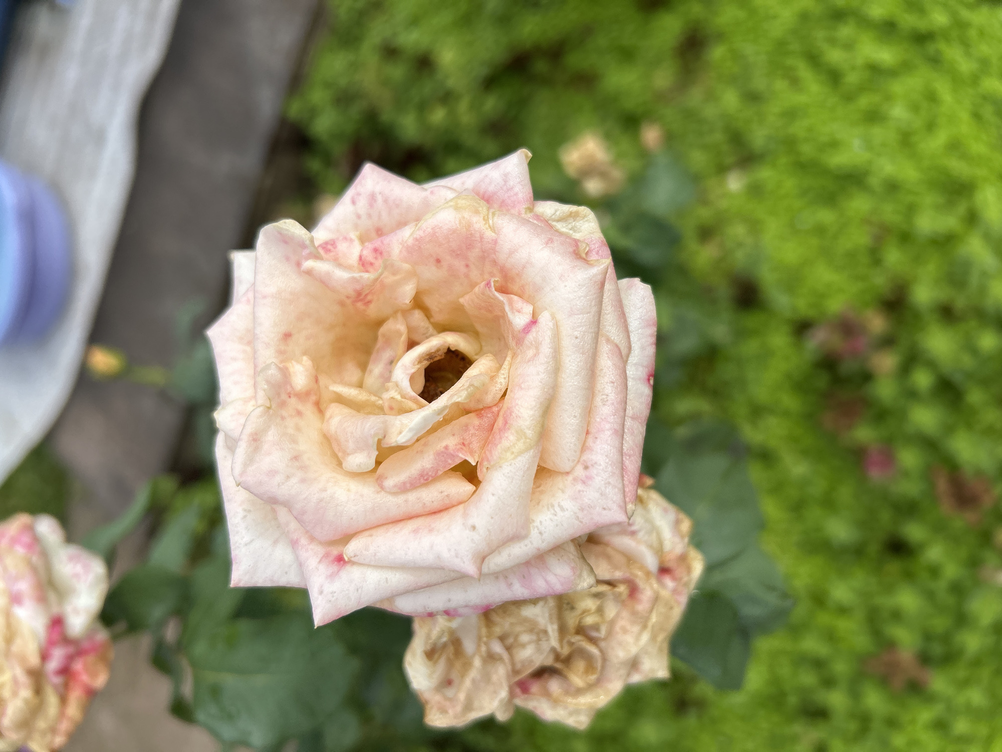 A close-up, high-angle shot shows a delicate, pale pink rose with red speckles. The rose is in full bloom, with its petals unfurling to reveal a dark center. To the left of the main rose, another rose is visible, appearing dried and wilted, with a similar pink and red coloration. The background is a blur of lush green foliage, suggesting an outdoor setting. A hint of a light-colored, possibly wooden, surface and a blurred purple object are visible in the upper right portion of the frame. The scene is captured with a shallow depth of field, focusing sharply on the rose in the foreground. The image does not contain any elements that would allow for its localization in Chaikovsky, Russia, or any other specific city.