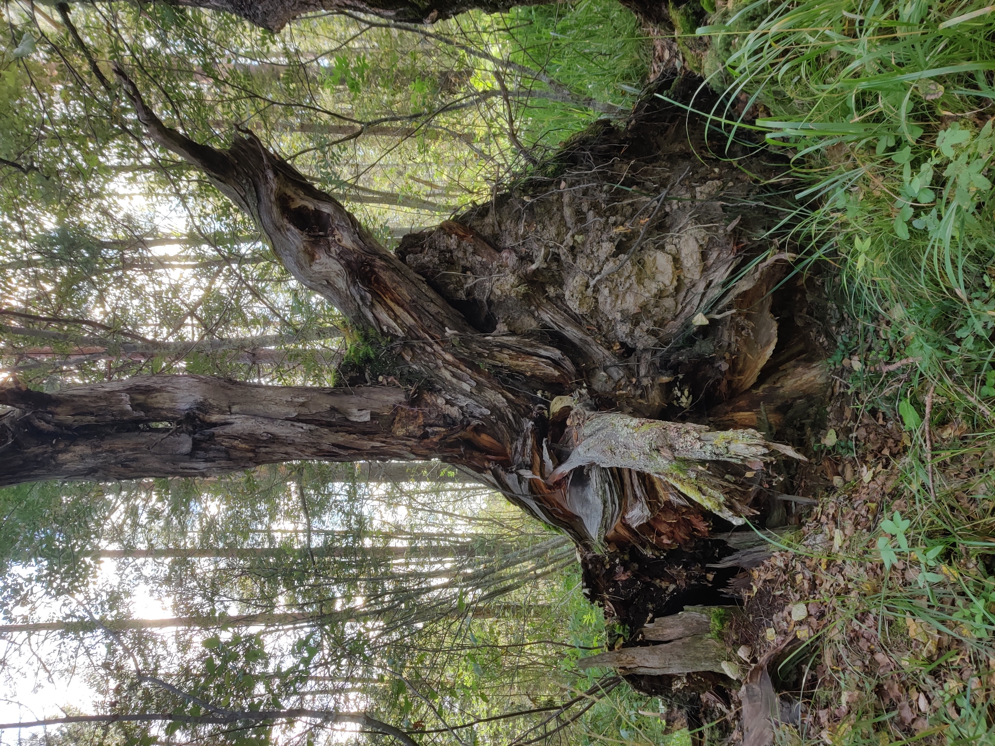 A close-up shot captures a fallen, ancient tree uprooted in a forest setting. The tree's massive root ball is exposed, revealing tangled roots and soil. The trunk, weathered and gnarled, leans at an angle, with portions of bark peeling away. Moss and small plants cling to the decaying wood. The background consists of a dense forest with tall trees and dappled sunlight filtering through the canopy. The ground is covered with fallen leaves and green grass. The scene is located in the city of Bazhukovo, Russia.