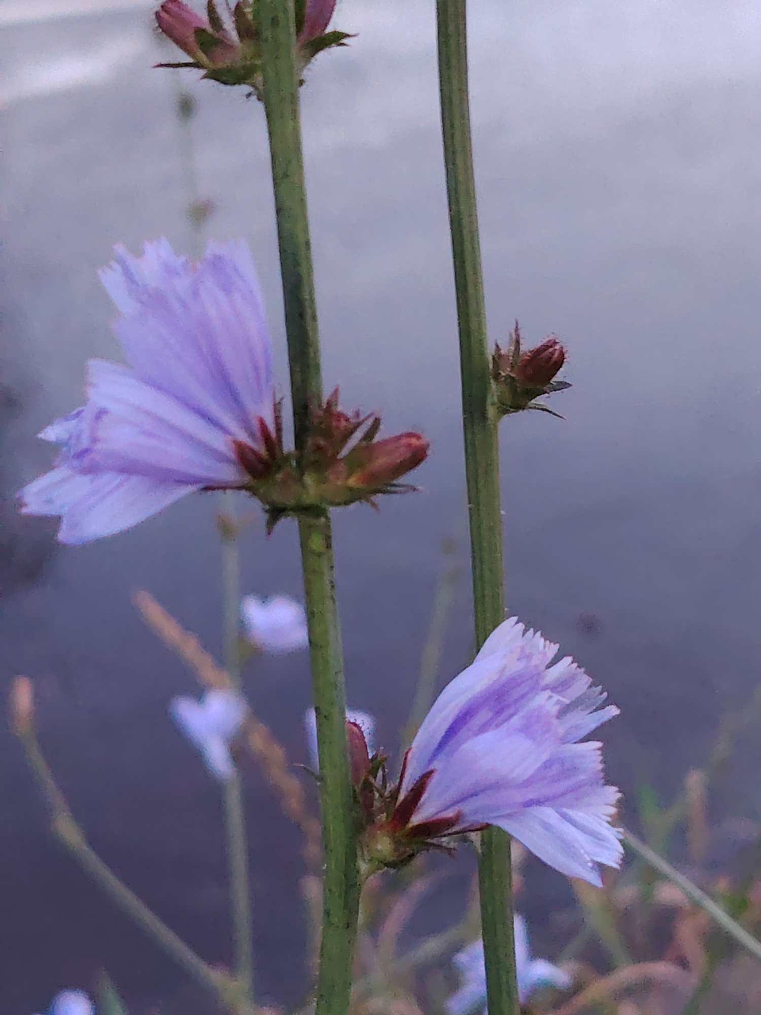 This is a close-up, vertical, outdoor photograph of chicory flowers with a shallow depth of field. The subjects are two light purple chicory flowers in bloom and a few unopened buds. The flowers are on thin, green stems. The flower in the foreground on the left is larger and more in focus than the one on the right, which is partially obscured by the stem and appears smaller and slightly out of focus. The buds are reddish-brown and furry. The background is a soft, blurry wash of muted purples and grays, suggesting a cool, possibly overcast day, or perhaps an early morning or late evening. There is no discernible text. The overall impression is one of delicate natural beauty, with the soft lighting and bokeh effect creating a tranquil mood. The setting appears to be a natural environment, possibly a field or roadside, given the presence of wild flowers. The location context provided is Balashikha, Russia.