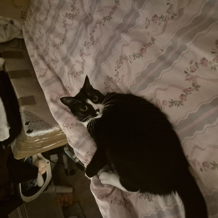 A black and white cat with wide eyes is resting on a pink and white floral patterned bedspread. The cat is mostly black with white markings around its face and paws. The bedspread has a wavy texture and is adorned with small pink flowers. A cluttered area with clothing and various items is visible to the left of the bed. The scene is illuminated by indoor lighting.