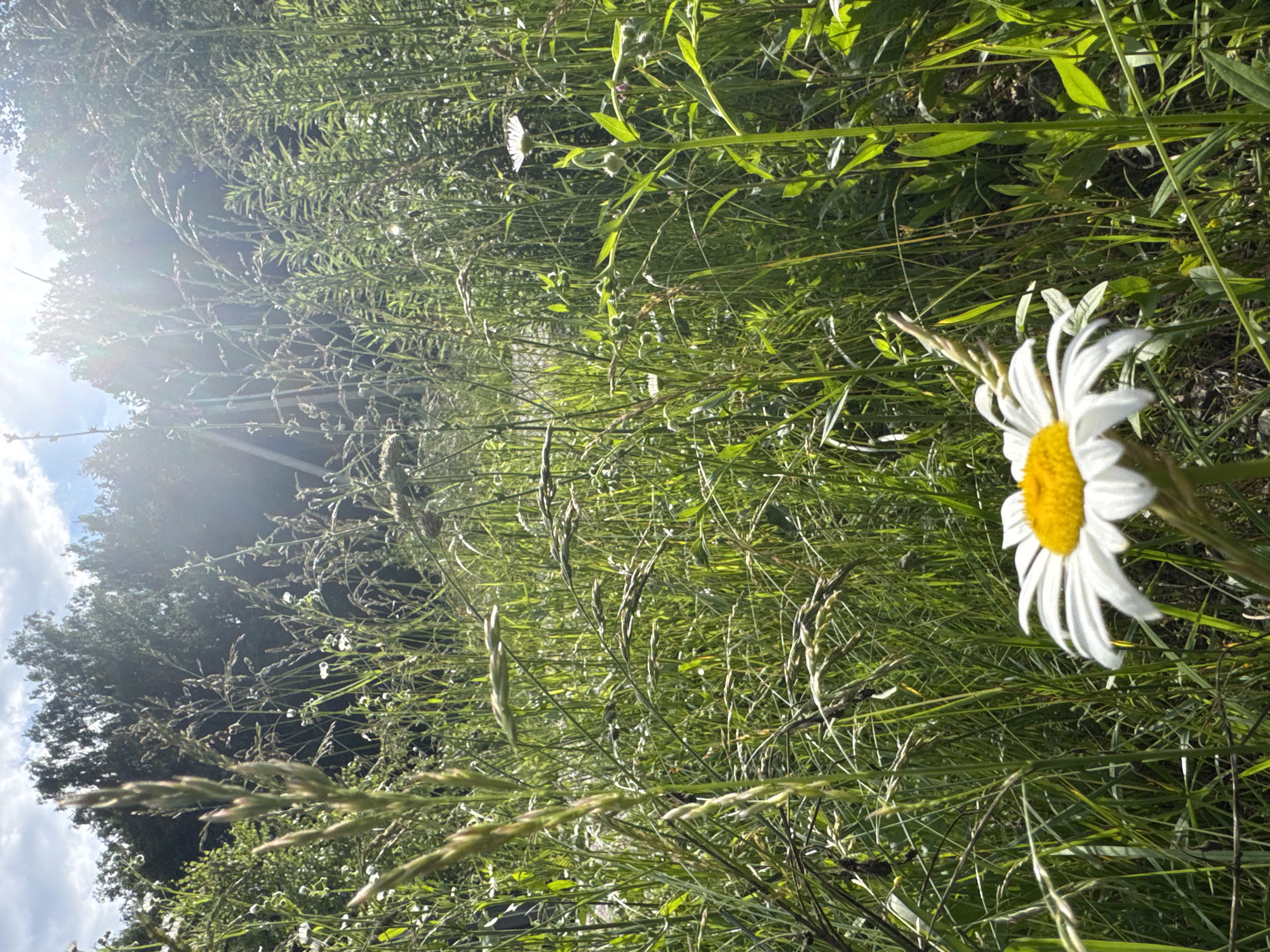 The image depicts a close-up view of a daisy in a sun-drenched meadow. The daisy, with its white petals and yellow center, is prominently positioned in the foreground, slightly off-center to the right. The background is filled with tall, green grasses and wildflowers, creating a lush, natural setting. Sunlight streams in from the upper left, casting a bright glow and lens flare across the scene, suggesting a clear and sunny day. In the distance, the dark silhouettes of trees are visible against a bright sky with scattered clouds. The orientation of the image is landscape. The overall mood is peaceful and natural, evoking the feeling of a warm summer day in a rural or wild environment. There is no visible text in the image.