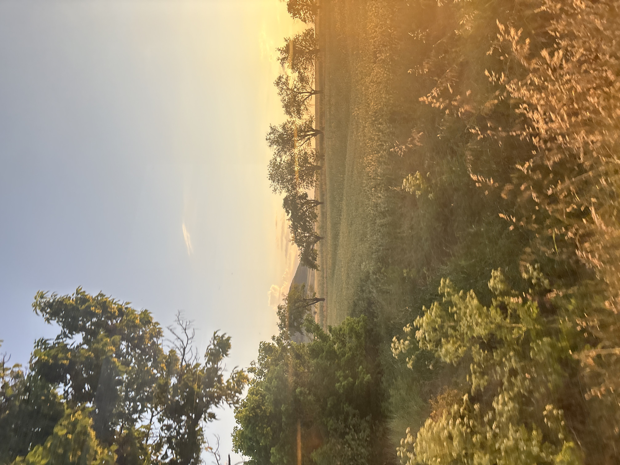 This image captures a rural landscape in Ovchepoltsi, Bulgaria, at a time characterized by a low sun, producing a strong golden-orange light indicative of either sunrise or sunset. The sky transitions from light blue in the upper left to a brilliant yellow-orange near the horizon and the right side of the frame, with a faint cloud visible in the upper sky.
In the upper left quadrant, a portion of a large, leafy deciduous tree with dark green foliage is visible, with some leaves illuminated by the warm light. Below this, dense green undergrowth appears. The bottom left foreground features light green flowering plants with small white blossoms, exhibiting motion blur consistent with a moving viewpoint.
The midground is dominated by an expansive field of green and golden vegetation, likely crops or tall grasses, with the sun's rays catching the upper parts of the plants, creating a luminous effect, particularly on the right. A distinct horizontal line of approximately seven to eight mature deciduous trees spans the midground, partially silhouetted against the bright sky and illuminated on their left sides. In the upper mid-left, behind the fields and trees, a dark, rounded hill or small mountain peak is discernible, with some white clouds overhead.
The entire right side and bottom right corner of the image are enveloped in an intense golden-orange light, indicative of lens flare and direct sunlight. No human subjects, animals, or specific human actions are present within the frame. The overall impression is a natural landscape viewed from a moving perspective.