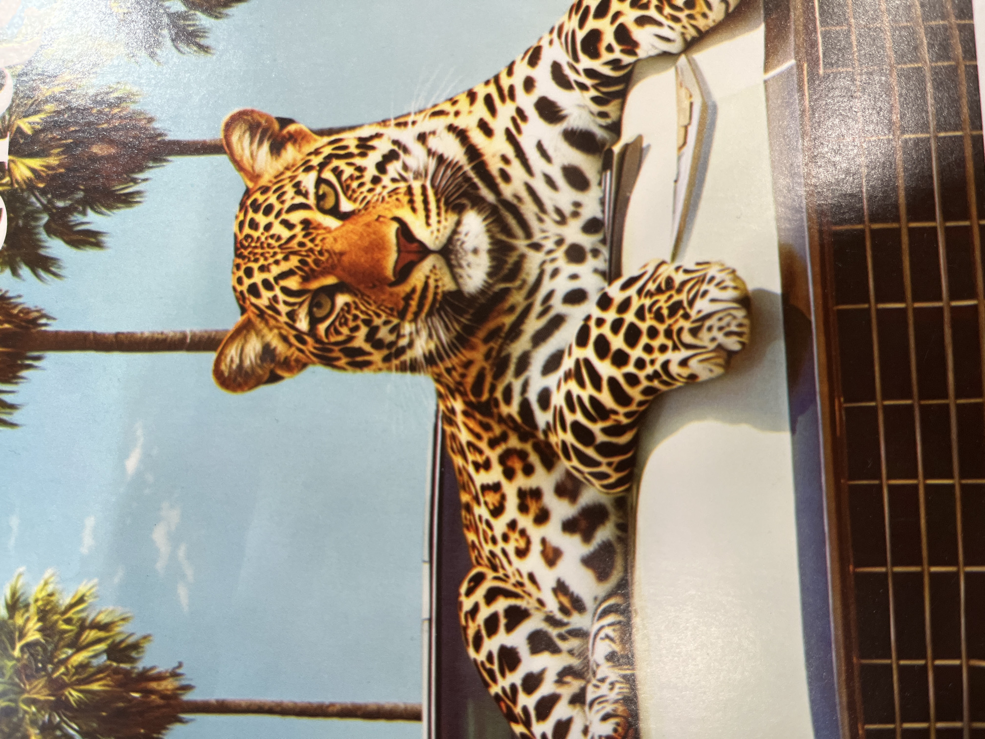 A leopard is resting on the hood of a white car, with its paws hanging over the edge. The leopard is facing the camera with its head held high, and its eyes are focused on the viewer. In the background, there are palm trees and a clear blue sky. The scene is bright and sunny, suggesting a warm climate. The leopard is the main subject of the image, and its presence is commanding and majestic. The car appears to be a classic convertible. The overall impression of the image is one of exotic beauty and relaxation.
This image is not related to Kharkiv, Ukraine.
