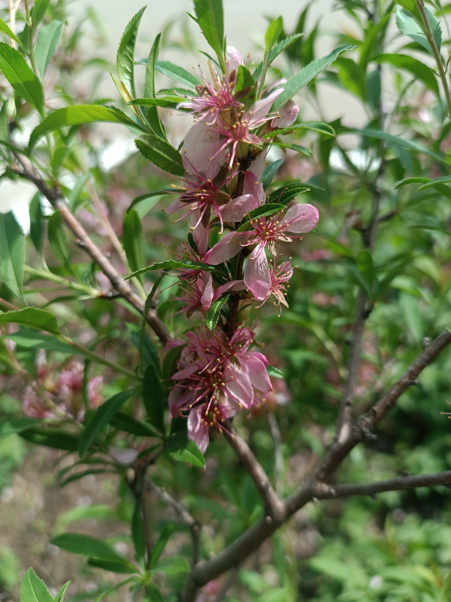 The image shows a close-up of a flowering shrub with pink blossoms, likely taken in the city of Chaikovsky, Russia. The plant has slender, green leaves and several branches. The pink flowers are clustered along the branches, with numerous stamens and petals that have a somewhat translucent appearance. The background is blurry, suggesting a garden or park setting. The lighting appears to be natural daylight.