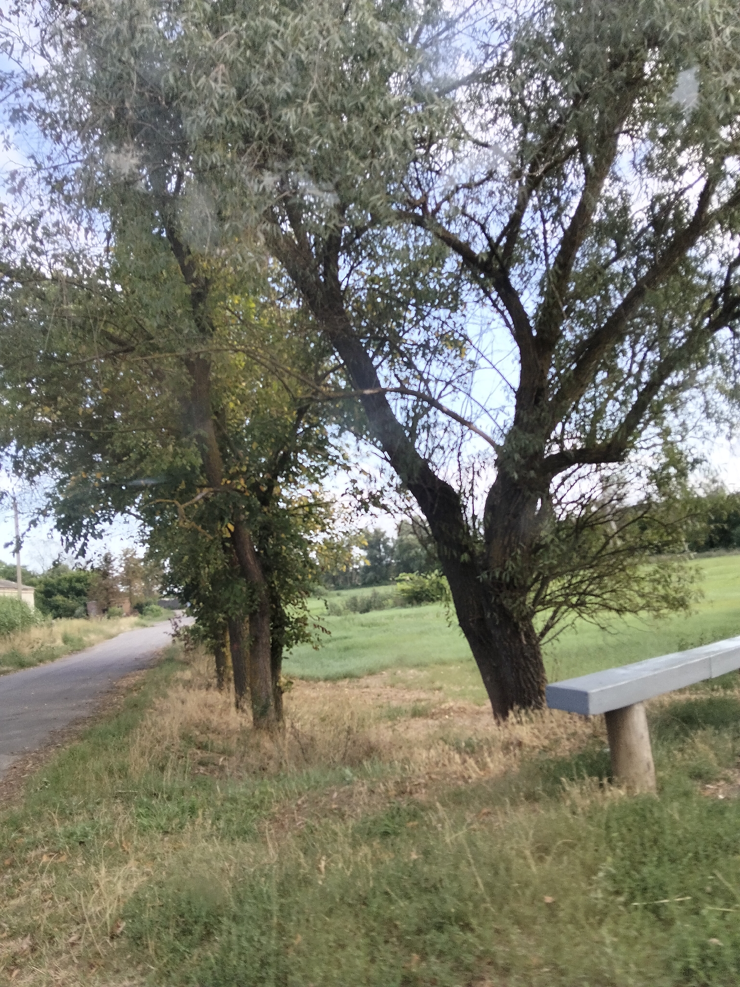 In the city of Ustyvytsia, Ukraine, an outdoor scene depicts a rural roadside with abundant vegetation. The foreground is dominated by dry, overgrown grass. To the left, a paved road curves gently out of view, bordered by the same wild grasses. Several large trees with dense green foliage stand along the roadside, their branches reaching upwards and outwards. One prominent tree on the right has a thick, textured trunk. In the middle ground, a simple bench with a light grey, rectangular seat supported by a cylindrical concrete pedestal is situated amidst the grass. Beyond the bench and trees, a lush green field stretches into the distance, forming the background. The sky above is a pale blue with some wispy white clouds. The overall impression is one of a quiet, natural setting on the outskirts of a Ukrainian village.