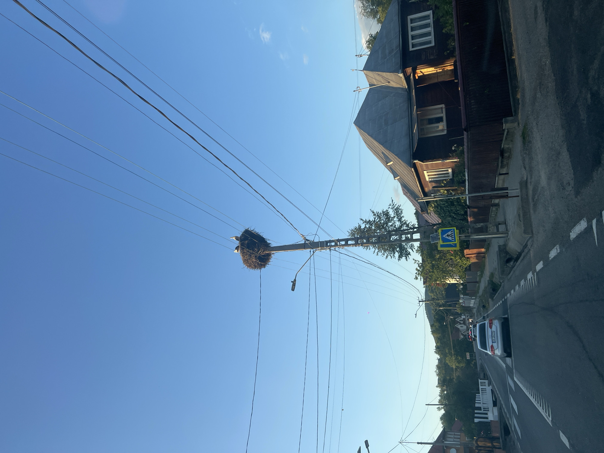 The image captures a scene on a street in Rona de Sus, Romania, under a clear blue sky. A prominent utility pole in the center of the frame supports a large bird's nest, which contains two storks. The nest is situated high up, amidst a network of overhead power lines. To the right of the pole, a dark-colored wooden house with a gray roof is visible, bordered by a brown fence. On the street, a silver car is driving away from the camera, with other vehicles further down the road. A pedestrian crossing is marked on the asphalt, and a yellow pedestrian crossing sign is placed on the sidewalk. Trees and other buildings line the street, suggesting a residential or semi-rural setting. The overall lighting indicates it is either early morning or late afternoon.