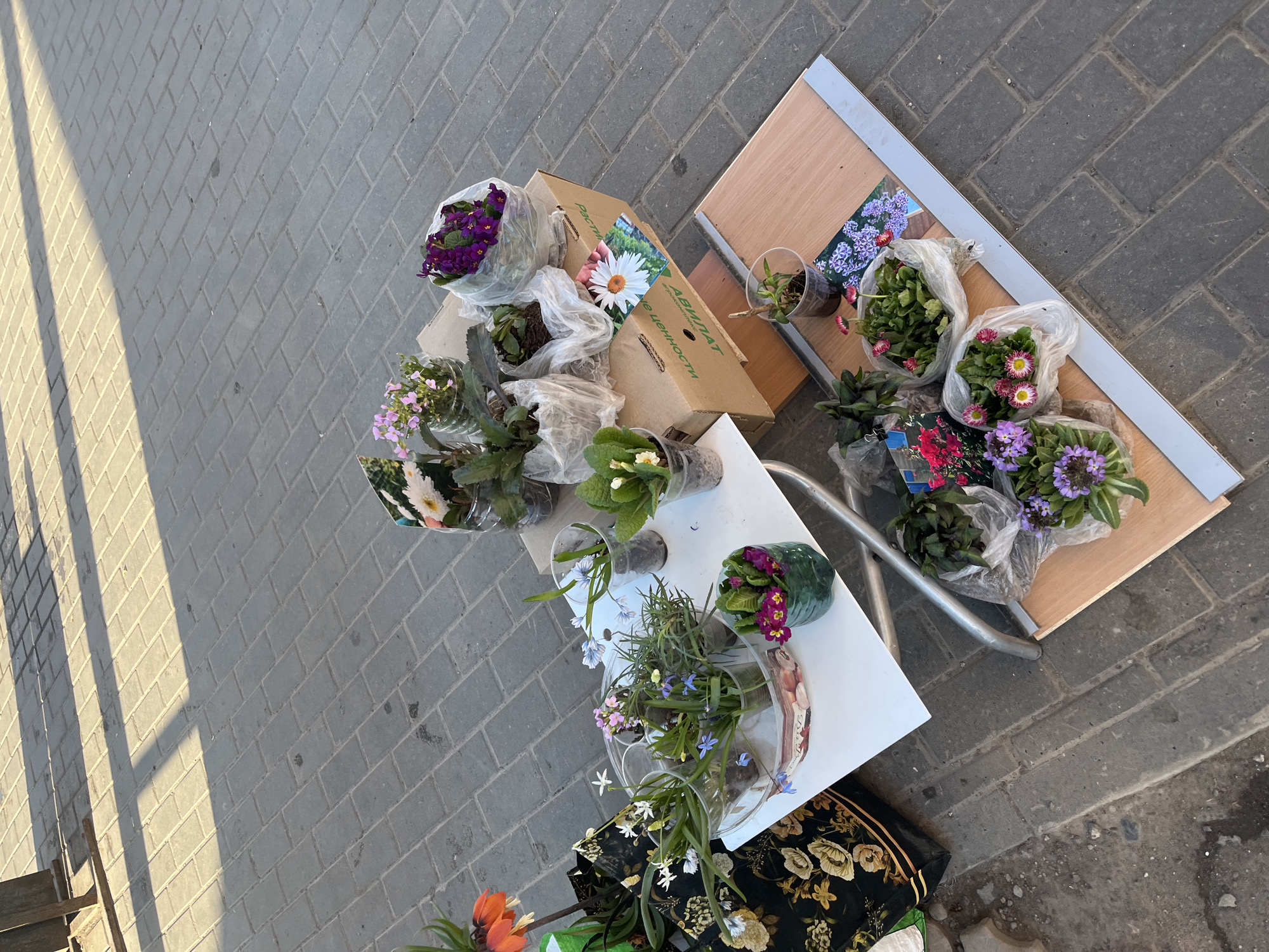 The image shows an assortment of potted flowers and plants displayed on makeshift tables on a grey brick paved surface. Some plants are in plastic wraps or containers. The boxes are labeled "АВИЛЛАТ" and "РАСТИ..." There are two tables visible: one made of plywood with aluminum edges, and another white table with silver legs. Additionally, a black and gold patterned bag is partially visible at the bottom of the image. The location is Izhevsk, Russia.