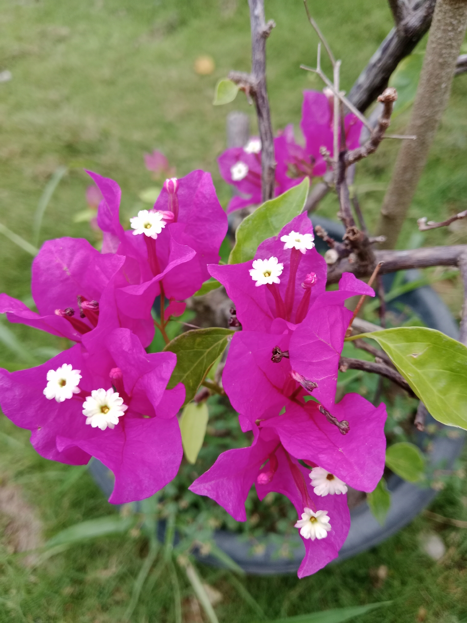 A high-angle close-up shot depicts a Bougainvillea plant in an outdoor setting. The plant has several vibrant magenta bracts, each adorned with a small, white flower at its center. The bracts appear papery and somewhat ruffled.
A few green leaves are visible among the bracts, and the plant's brown, woody stem rises from a dark grey pot. The background consists of blurred green grass. The location and city are unknown.