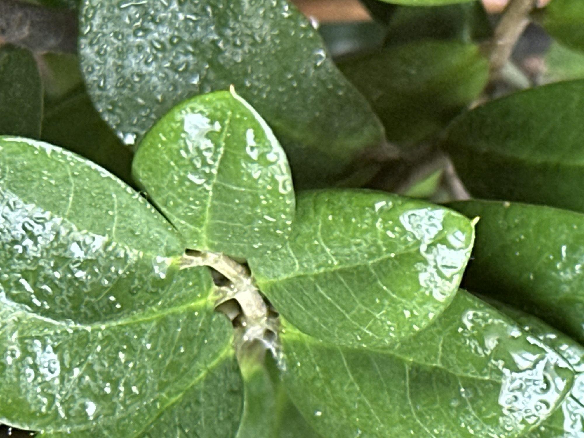 The image shows a close-up of several green leaves, some of which are covered in water droplets. The leaves appear to be part of a houseplant. The background is out of focus and suggests a dark, indoor environment. There are no people or animals visible in the image. The image does not contain any information about the city of Podolsk, Russia.