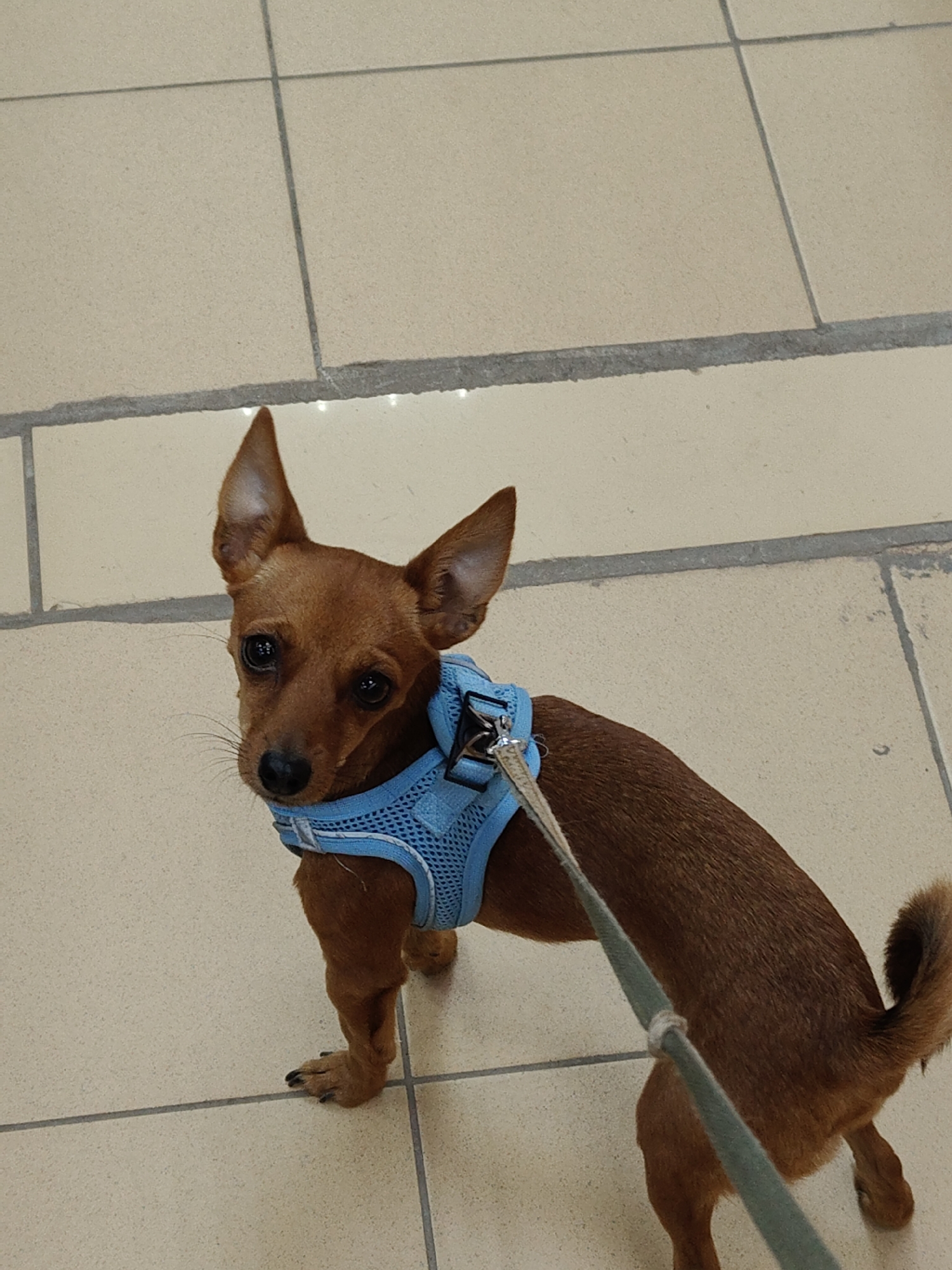 A small, brown dog, possibly a Miniature Pinscher or a similar small breed, is captured in a close-up, high-angle shot. The dog has short, reddish-brown fur, large, expressive dark eyes, and prominent, perked-up ears. It is wearing a light blue, breathable mesh harness around its chest and back. A grey or light green leash extends from the harness towards the bottom right of the frame, held by an unseen individual.
The dog is standing on a light-colored, possibly beige or off-white, tiled floor with dark grey grout lines. The tiles appear to be square or rectangular. The grout lines show some signs of wear or unevenness in places. The dog is looking directly up at the camera, its gaze appearing alert and focused. Its front paws are visible, with dark claws. The overall lighting suggests an indoor setting, likely under artificial light, as indicated by reflections in the dog's eyes. No text is visible in the image.
