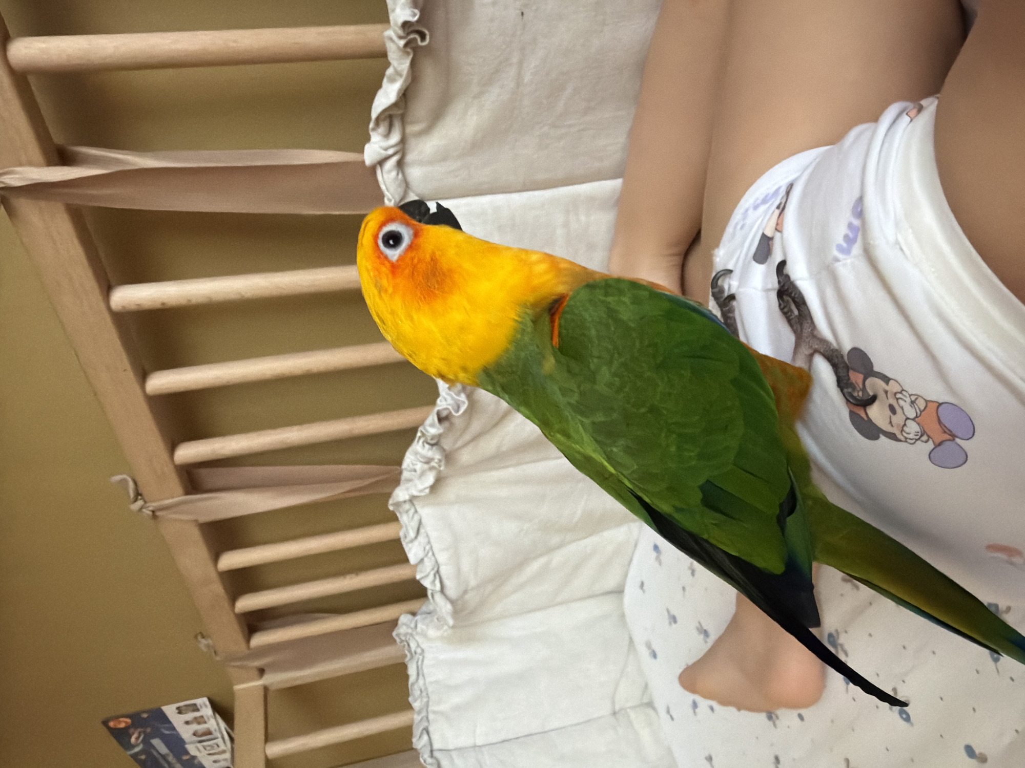An adult Sun Conure parrot with bright yellow and orange plumage on its head and chest and green wings is perched on the lap of a person whose legs are visible. The person is wearing white shorts with a Mickey Mouse print. The parrot is looking to the right, and its talons are gripping the shorts. In the background, a wooden crib with white bedding is visible. The overall scene appears to be indoors. There is no indication of the location being in Khimki, Russia.
