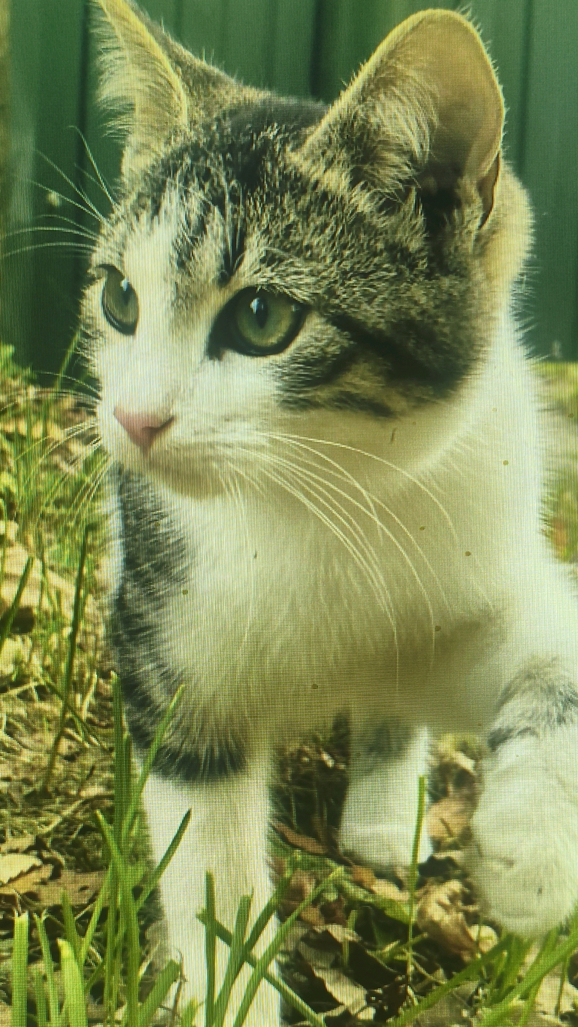 A close-up, eye-level shot captures a domestic short-haired cat with tabby markings and white fur. The cat has green eyes, a pink nose, and prominent white whiskers. It is outdoors, with green grass and some dried leaves in the foreground. The background is a blurred green, possibly foliage or a fence. The image has a slightly grainy texture and a greenish tint, suggesting it was taken with a digital camera with a screen overlay. No specific location in Mehnatabad, Uzbekistan is identifiable from the visual information.