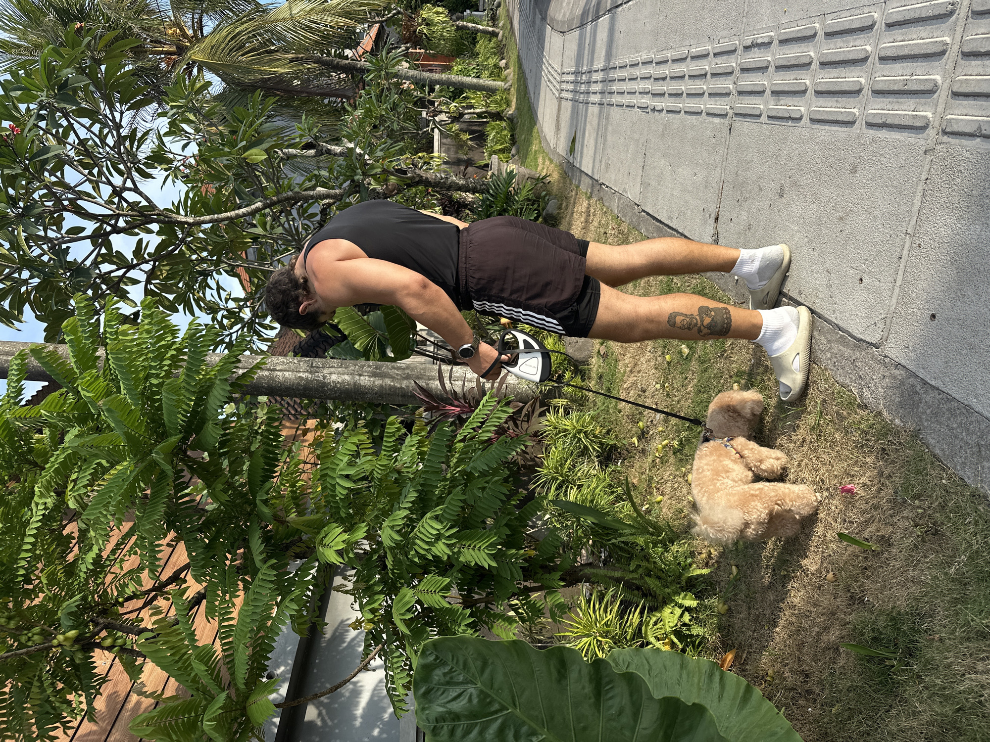 The image displays an outdoor scene in North Kuta, Indonesia, on a bright, sunny day, likely mid-day, given the clear sky and distinct shadows. A man, viewed from his left side, is positioned on a paved path next to a grassy area, bending forward. He is dressed in a black tank top, black athletic shorts with white stripes along the side, white socks, and light-colored slides. A detailed tattoo, appearing to be a figure or character, is visible on his left calf. On his left wrist, he wears a smartwatch. He holds a white, cylindrical object, possibly a pet accessory, from which a black leash extends. Partially visible text on this object appears to read "PET MOVE".
The leash connects to a light brown/tan poodle-type dog, which is lying down comfortably on a patch of green grass beside the path.
The surrounding environment is lush with tropical vegetation, including tall palm trees, large-leafed plants, and other dense green foliage. Some red and white flowers are visible among the leaves. The paved path features textured tactile paving with a repetitive pattern of raised rectangular elements. The white stripes on the man's shorts are characteristic of the Adidas brand. No other discernible text is visible in the frame. The scene suggests a relaxed outdoor activity, such as a walk with a pet, in a warm, tropical setting.