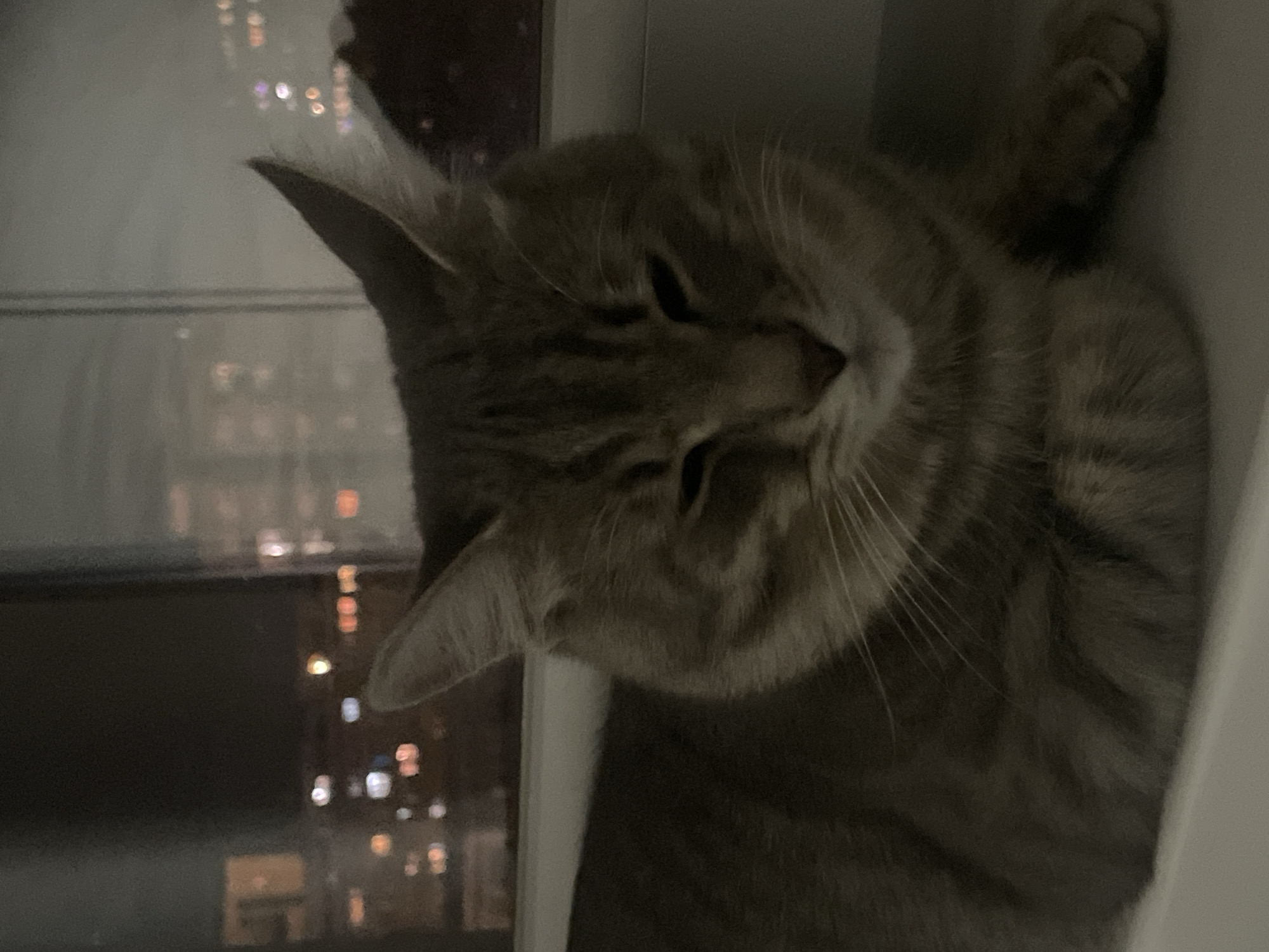 A close-up, slightly angled shot captures a tabby cat lying near a window. The cat's eyes are mostly closed, and its whiskers are prominent. Through the window, blurred lights suggest a cityscape at night, possibly in Novi Sad, Serbia. The environment is dimly lit, adding a somber mood to the scene. The cat appears relaxed, nestled in what seems to be a window sill.