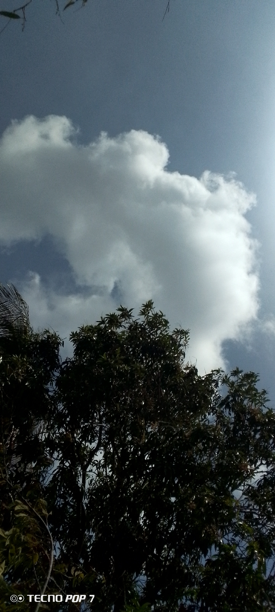 The image depicts a daytime scene in Altagracia, Venezuela, showcasing a large, puffy cloud against a partially visible blue sky. The lower portion of the image is dominated by the foliage of a dark green tree or trees. The "TECNO POP 7" watermark is present at the bottom left corner.