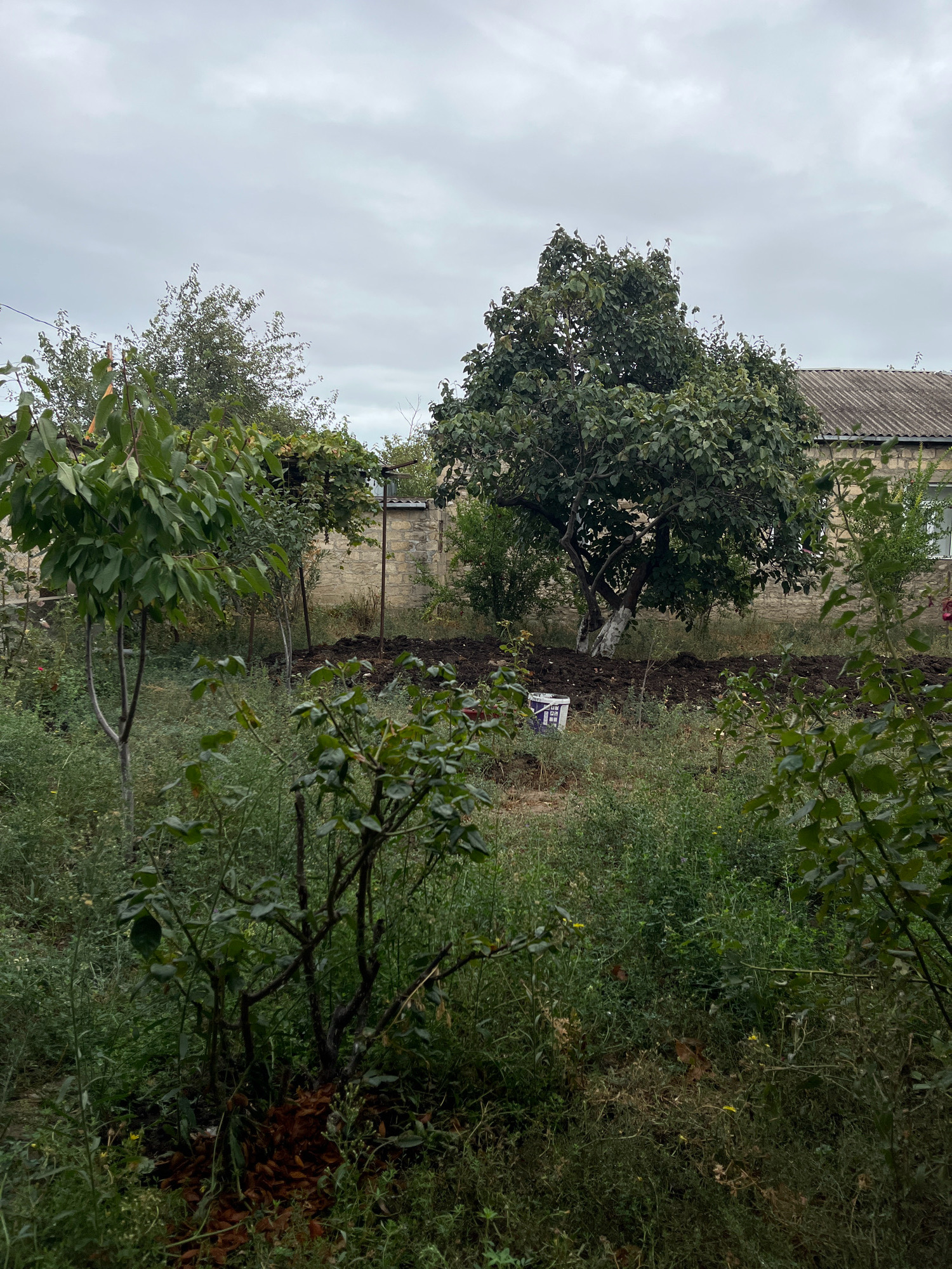 A medium shot captures a backyard scene under an overcast sky. In the foreground, dense green foliage, including a rose bush with dark brown leaves at its base, dominates the lower portion of the frame. To the left, a young tree with a slender trunk and light green leaves stands. Moving deeper into the yard, a larger tree with dark green foliage and a white-painted base is centrally located. Behind it, a stone wall separates the yard from a building with a gray, corrugated roof and a white-framed window. The ground in the middle ground appears to be recently tilled soil, with a white plastic bucket with blue accents visible. The background is filled with more trees and vegetation, extending to the building on the right. The overall impression is that of an overgrown garden or yard in a semi-rural or suburban setting.