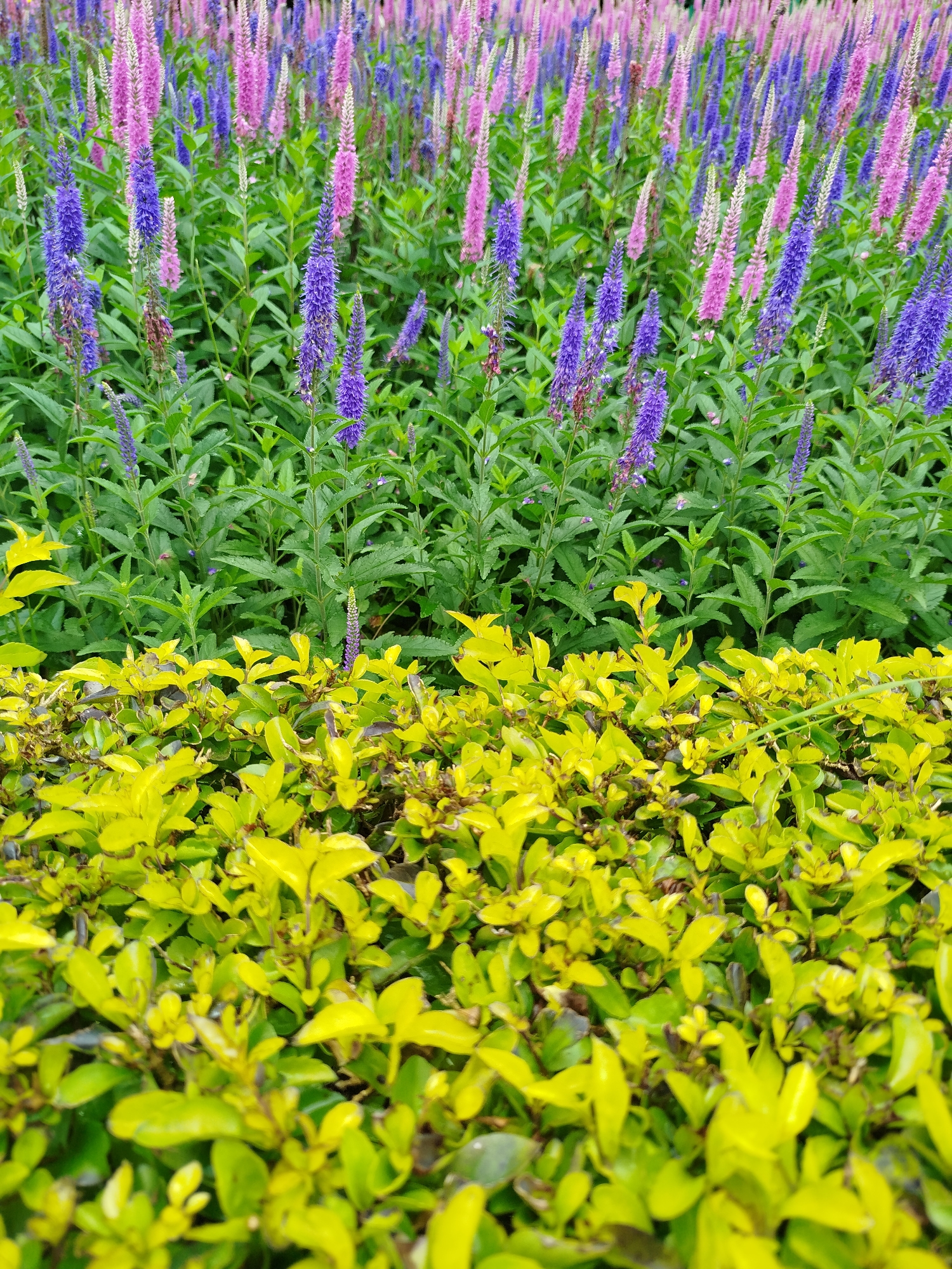 A close-up, eye-level shot features a lush garden in Lâm Viên - Đà Lạt, Vietnam, divided into two distinct layers. The upper half is a dense display of flowering plants, with tall spikes of vibrant purple and delicate pink blossoms rising from a bed of dark green foliage. The lower half is dominated by a low-lying hedge of bright, lime-green leaves, creating a stark visual contrast with the floral display above. The lighting suggests it is daytime, with no visible people or animals in the frame. The overall impression is one of natural beauty and careful landscaping within a park or garden setting.
