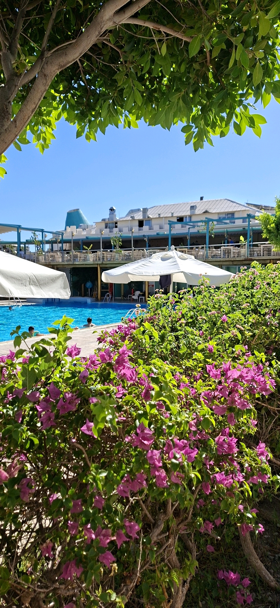 This is a vertical, eye-level, medium shot of a vibrant outdoor scene in Kemer, Turkey. In the foreground, a dense bush of bright pink bougainvillea flowers, interspersed with green leaves, dominates the lower half of the frame, partially obscuring the view. Beyond the flowers, a bright blue swimming pool is visible with a few people swimming or wading in the water. Two white umbrellas are set up near the pool, providing shade.
In the background, a multi-story building with a white roof and light-colored walls is situated behind a wooden deck or walkway. The building has numerous windows and balconies, and what appears to be a restaurant or bar area with tables and chairs is visible on the deck. A distinctive turquoise-colored dome or tower with a pointed top rises from the building. The sky is a clear, bright blue. The overall impression is a sunny day at a resort or hotel with a pool and restaurant area.