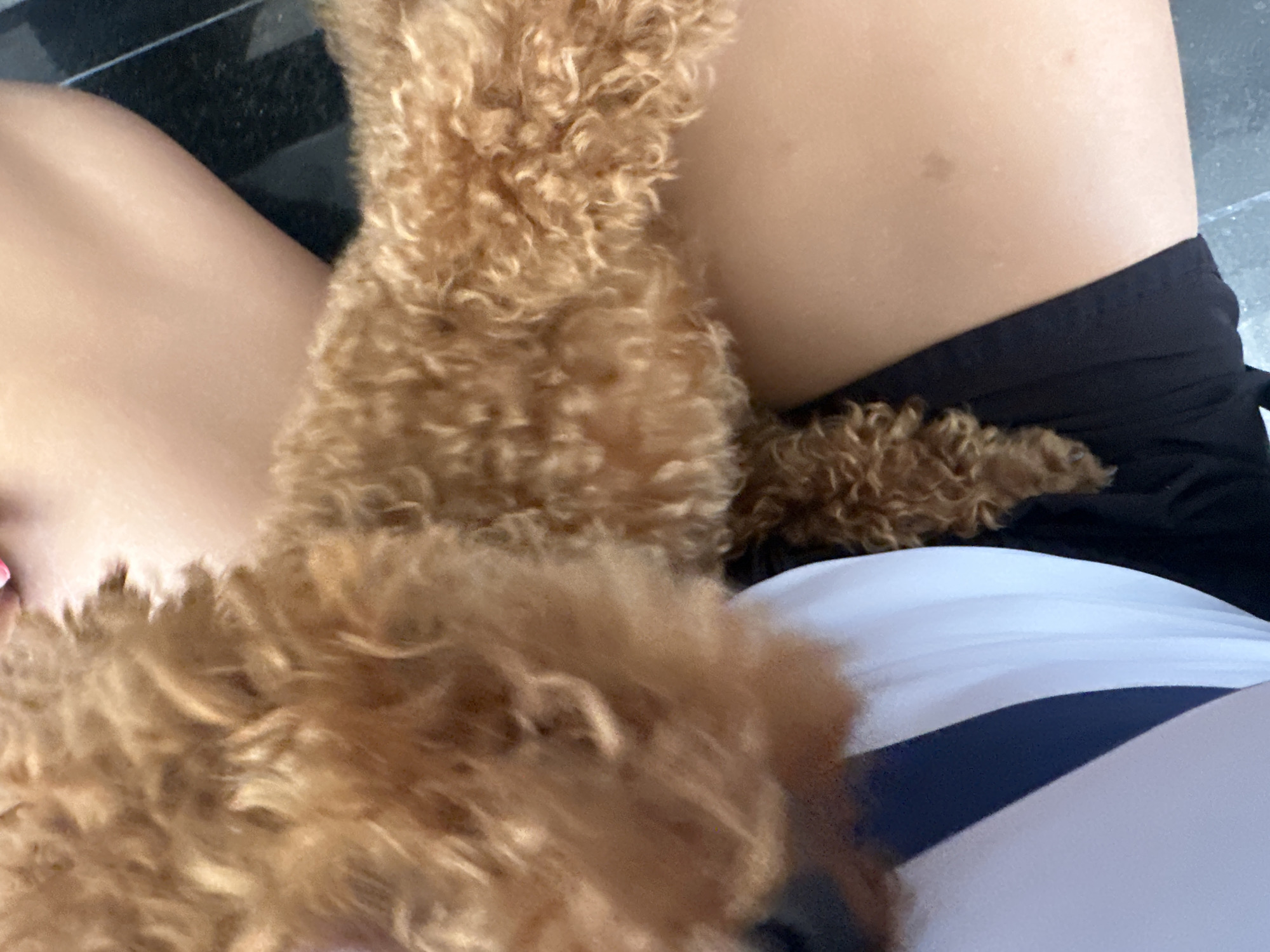 A close-up shot shows a person sitting with a brown poodle nestled in their lap. The person is wearing black shorts and a white and navy blue striped garment. The background is blurred and indistinct. No location is discernible in the image.