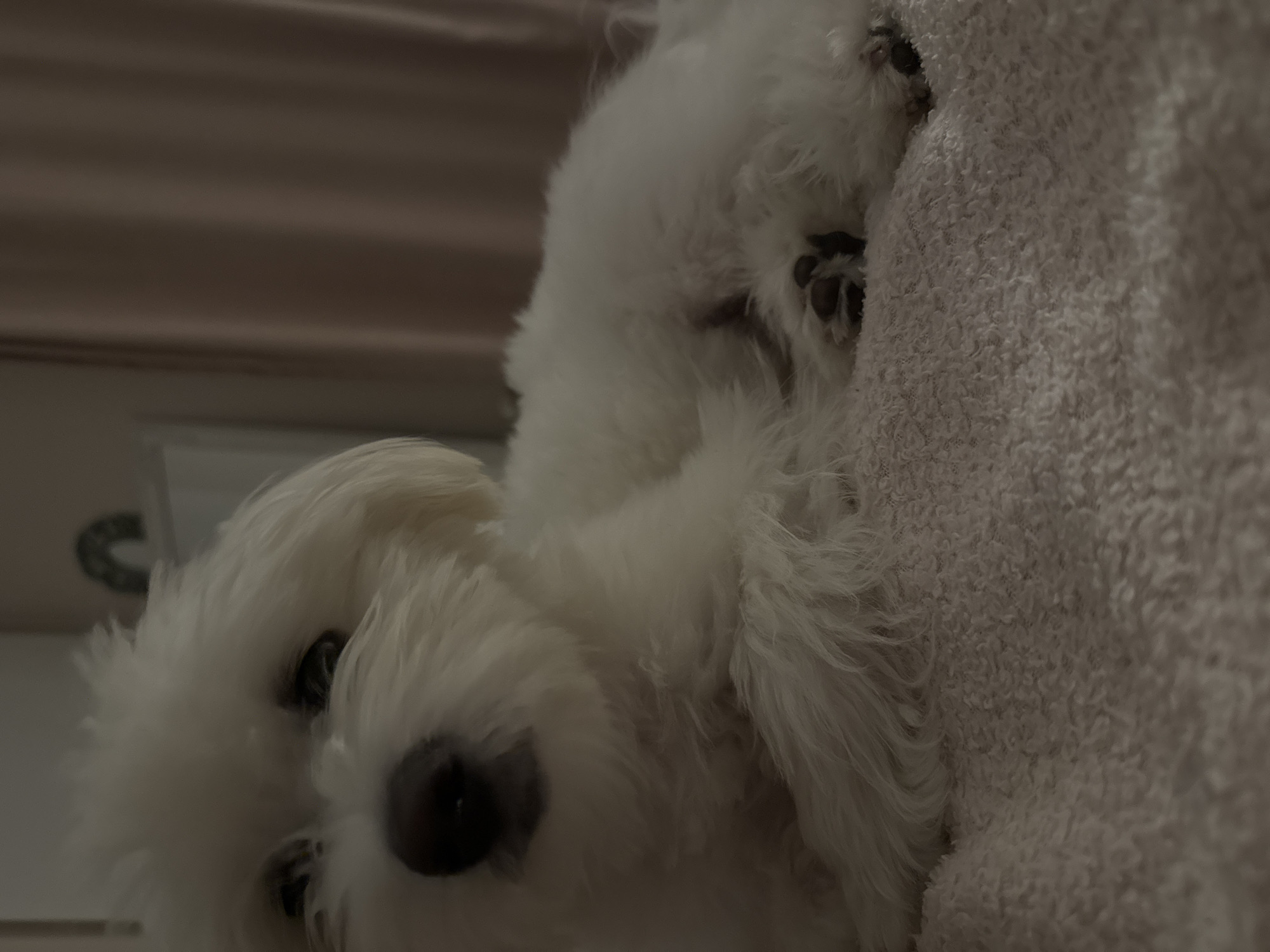 A white, fluffy dog, possibly a Maltese or Bichon Frise, is prominently featured in a close-up shot, looking directly towards the camera. The dog's face, with its dark eyes and black nose, is in focus, positioned in the lower-left quadrant of the frame. Its thick, white fur covers its body, which extends towards the right.
The dog appears to be resting on or next to a soft, light-colored, textured blanket or towel, which occupies the right side of the image. A few dark paw pads are visible on this fluffy surface, indicating the presence of paws. Behind the dog and to the left, the background is a blurred, dark brown or gray surface, possibly a wall or piece of furniture. The lighting in the scene is dim, suggesting an indoor setting with low ambient light. The image is captured from a low-angle perspective, looking upwards at the dog. No text is visible in the image.
