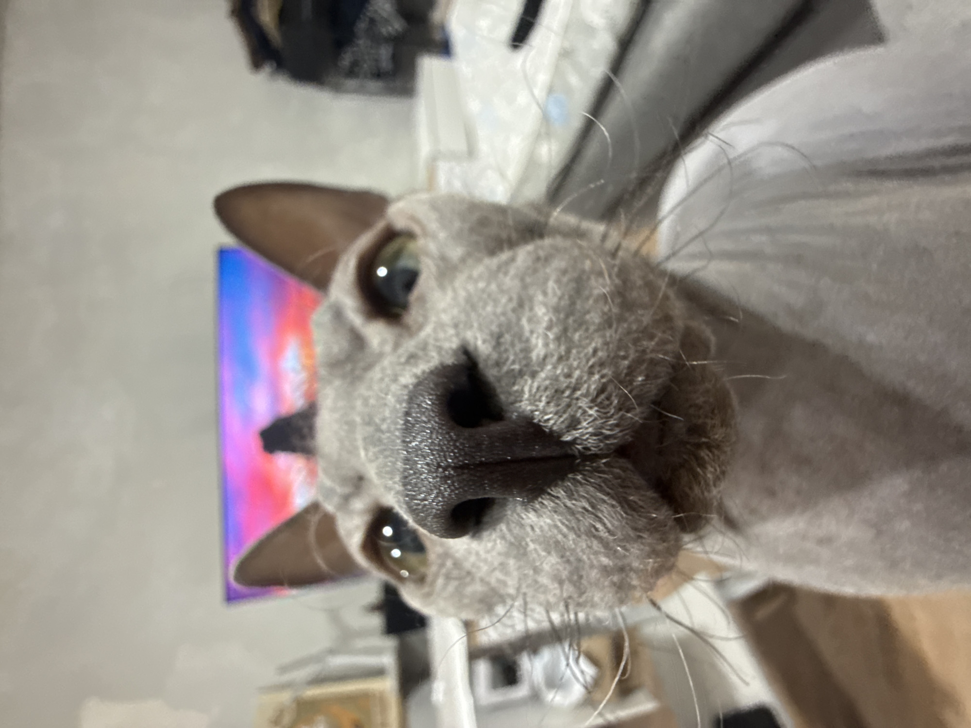 A close-up, vertically oriented photograph captures the head of a grey domestic cat, likely a Sphynx or similar short-haired breed, staring directly at the camera. The cat's large, light-colored eyes (possibly green or amber) are prominent, as is its dark, wet nose. Some fine whiskers are visible around its muzzle. The cat's head is tilted, giving it an inquisitive or curious expression.
The setting is indoors, typical of a home environment, and contextualized as being in Votkinsk, Russia. The background is out of focus, with a television screen on the left side displaying vibrant blue, pink, and purple colors, suggesting media is playing. Below the TV, indistinct furniture or shelving can be vaguely seen. The right side of the image features a plain grey surface, possibly a wall or soft furnishing. The lighting appears to be artificial, with some illumination emanating from the television. No text is visible in the image.
