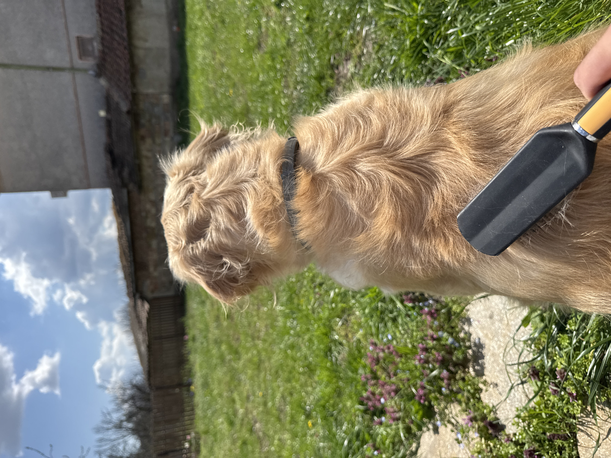 An outdoor scene shows a tan dog being brushed with a black and yellow brush. The dog is wearing a black collar and stands on a stone patio surrounded by grass, some small purple flowers, and greenery. A building and fence are visible in the background under a blue sky with white clouds. The location is Stan, Bulgaria.