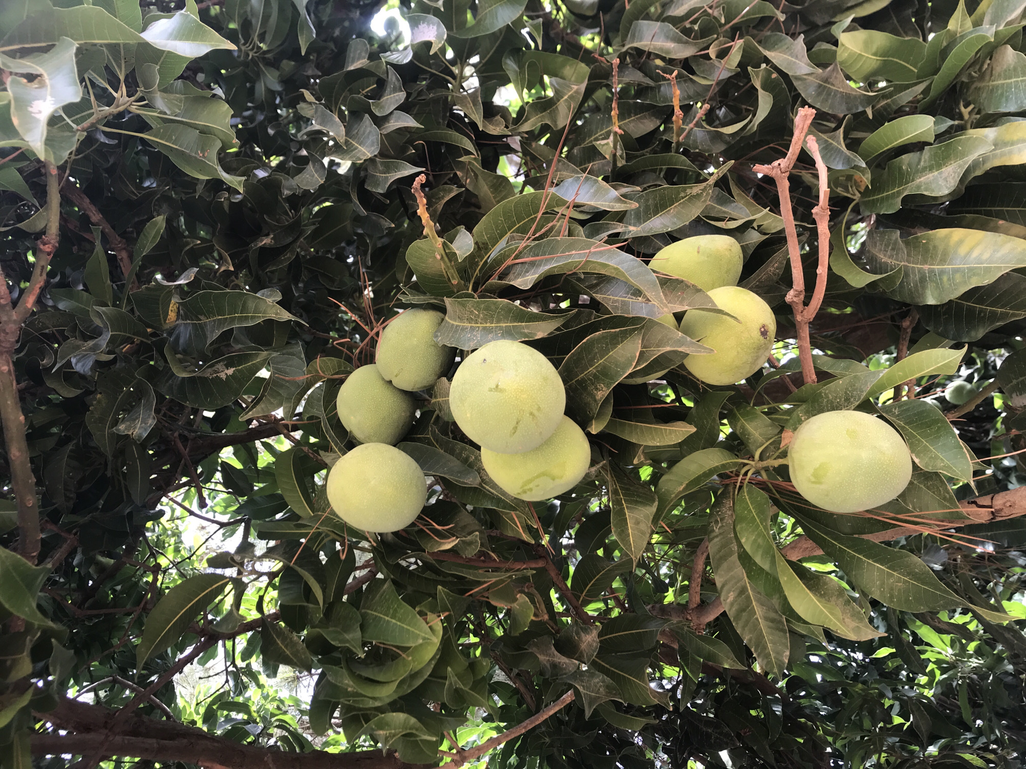 A low-angle shot captures a lush mango tree laden with unripe, green fruit amid dense foliage and branches in Rafin Par, Nigeria. Approximately a dozen mangoes are visible, clustered among the leaves, with some appearing slightly yellowing, indicative of ripening. The leaves are elongated, with prominent veins, and vary in color from dark green to lighter, yellowish-green shades. Sunlight filters through the canopy, casting dappled shadows on the leaves and fruit. The branches of the tree are visible, with some appearing bare or with trimmed ends.