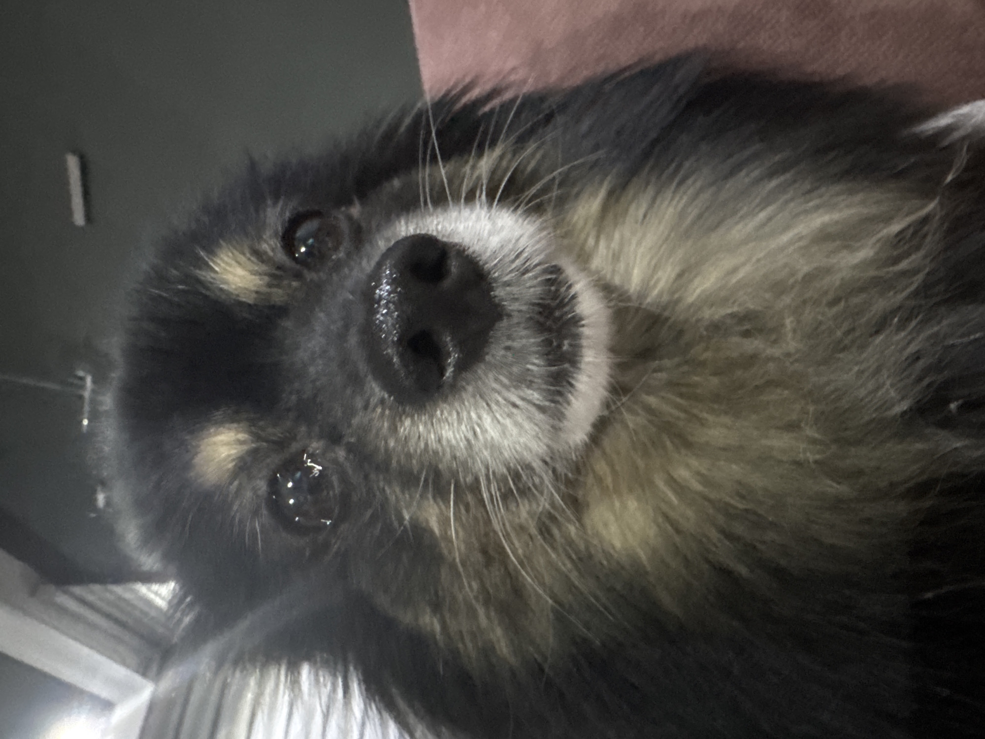 A close-up, eye-level shot shows the face of a small, fluffy dog. The dog has black fur with tan markings around its eyes and snout. Its nose is black and wet, and its eyes are dark and shiny. The dog appears to be looking directly at the camera. The background is out of focus and appears to be a muted, dark color, possibly a wall. There is a hint of a pinkish-brown surface to the right of the dog, possibly a piece of furniture or fabric. The image was taken in Gölbaşı, Turkey, but no specific landmarks are visible.