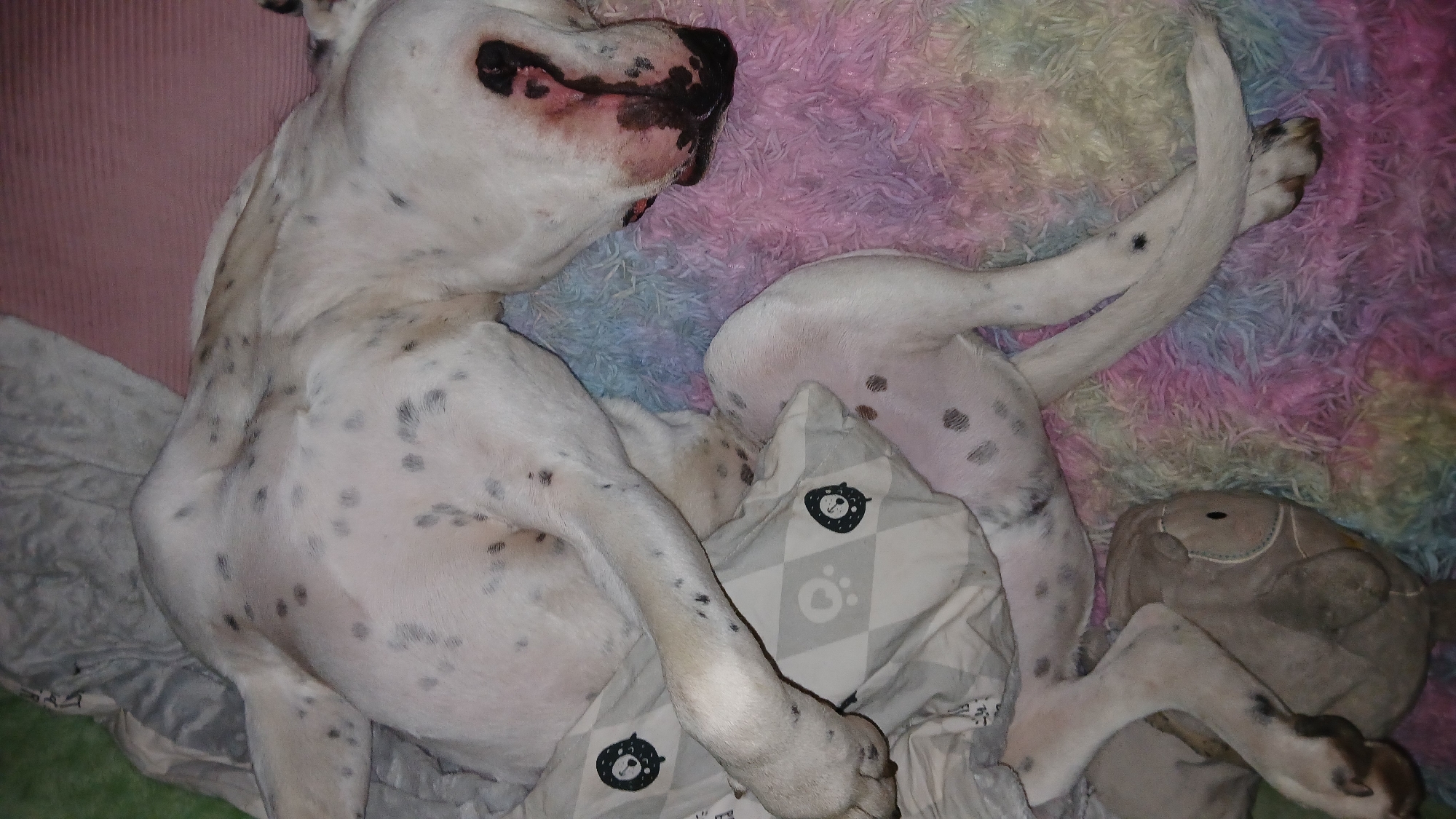 A white, short-haired dog with black spots is lying on its back on a pastel-colored shag rug. A stuffed animal is lying under the dog's legs. The scene includes a pillow with a bear design, and a pink wall is visible in the background. It is not possible to determine the location of the image in Dnipro, Ukraine.