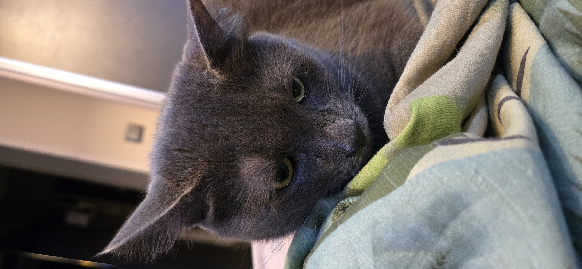 A close-up, head-on shot features a gray cat with green eyes looking down with ears slightly flattened. The cat rests on a folded blanket with a pattern of green, blue, and beige stripes. The background is blurred, showing a cream-colored wall with a small dark square on it. The lighting is dim, creating soft shadows. The location is not specified.