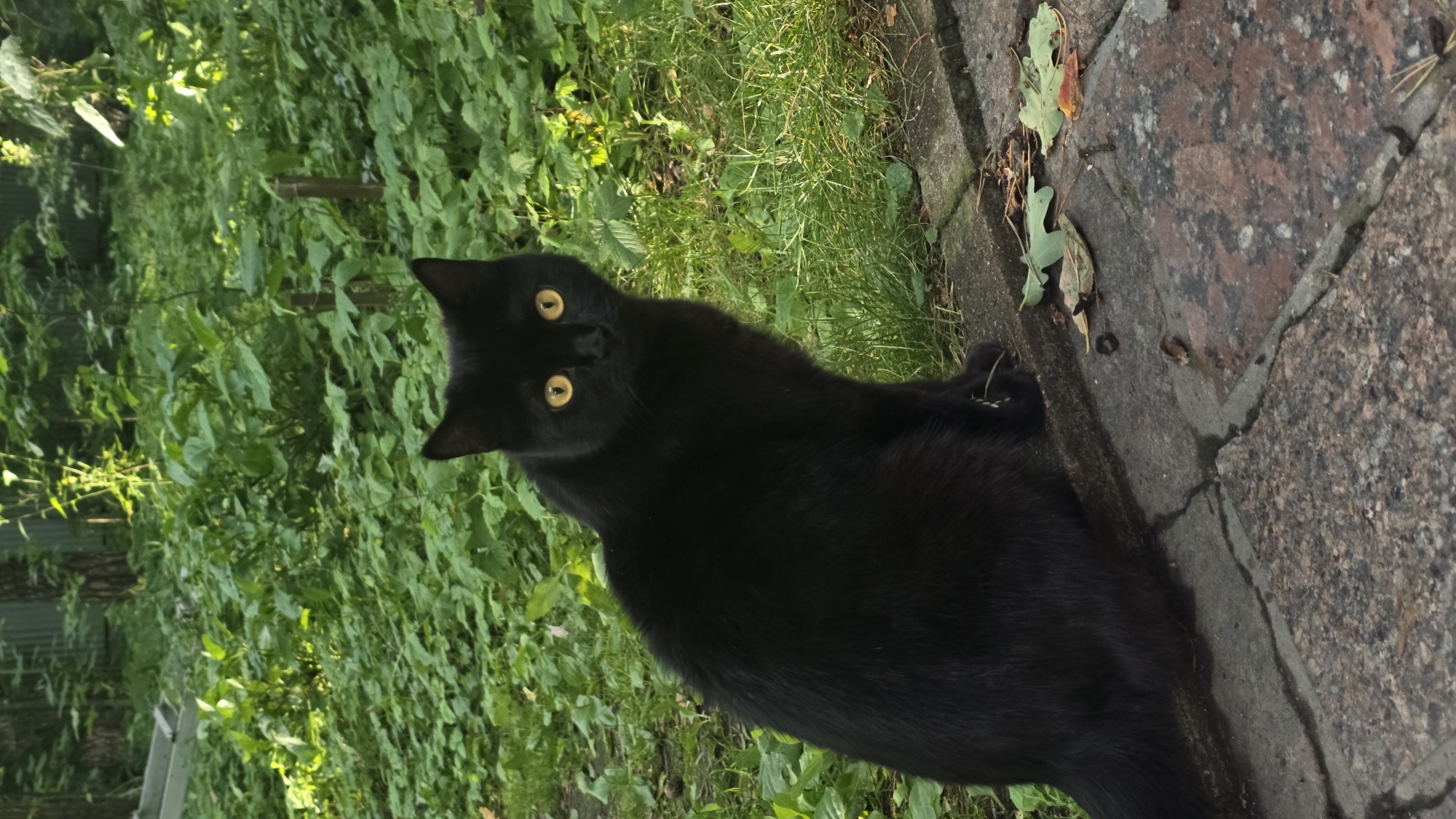 A black cat with bright yellow eyes is sitting on a stone pathway in a garden. The cat is facing the camera and appears alert. Behind the cat, dense green foliage and grass are visible, with some sunlight filtering through the trees in the background. The pathway is made of interlocking stone pavers, some of which are cracked. Fallen leaves are scattered on the pathway. The environment suggests a natural outdoor setting, potentially a backyard or park area. The cat's posture and gaze indicate it is aware of its surroundings and possibly observing something. The image captures a moment of stillness with the cat as the central subject. The location in Il'inskiy, Russia, provides a geographical context for this domestic scene.