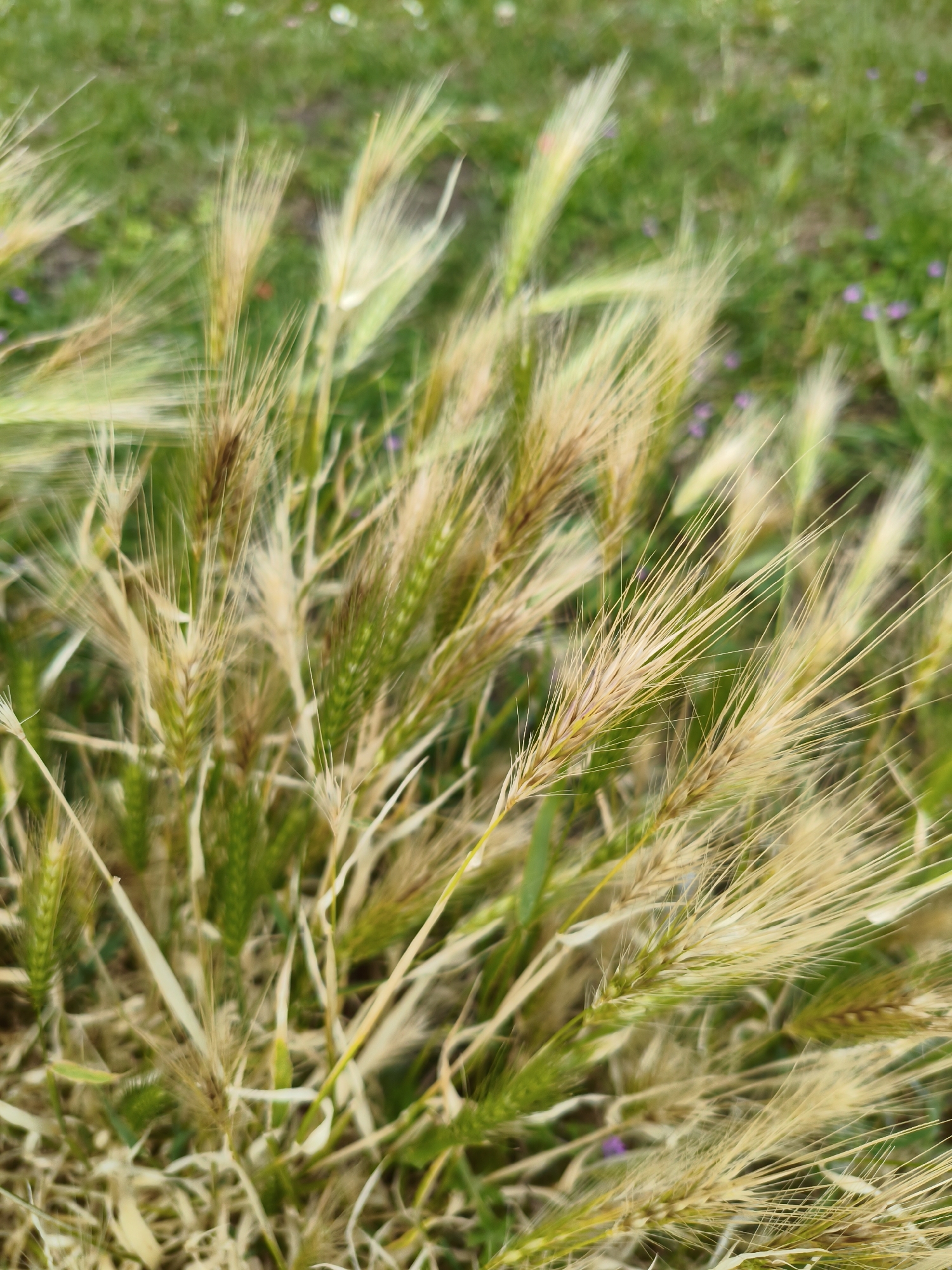 The image is a close-up, slightly blurred photograph of wild grass, likely in Sandwell, United Kingdom. The grass stalks are predominantly a golden-brown color with some green hues, suggesting they are mature or drying. Many of the stalks have long, feathery awns, giving them a wispy appearance. The background is a blurred expanse of green, indicating a grassy area, with hints of small purple wildflowers interspersed. The focus is on the foreground grass, with the depth of field creating a soft, ethereal effect. There are no people, animals, or man-made objects clearly visible in the frame. The overall impression is one of natural, outdoor scenery.