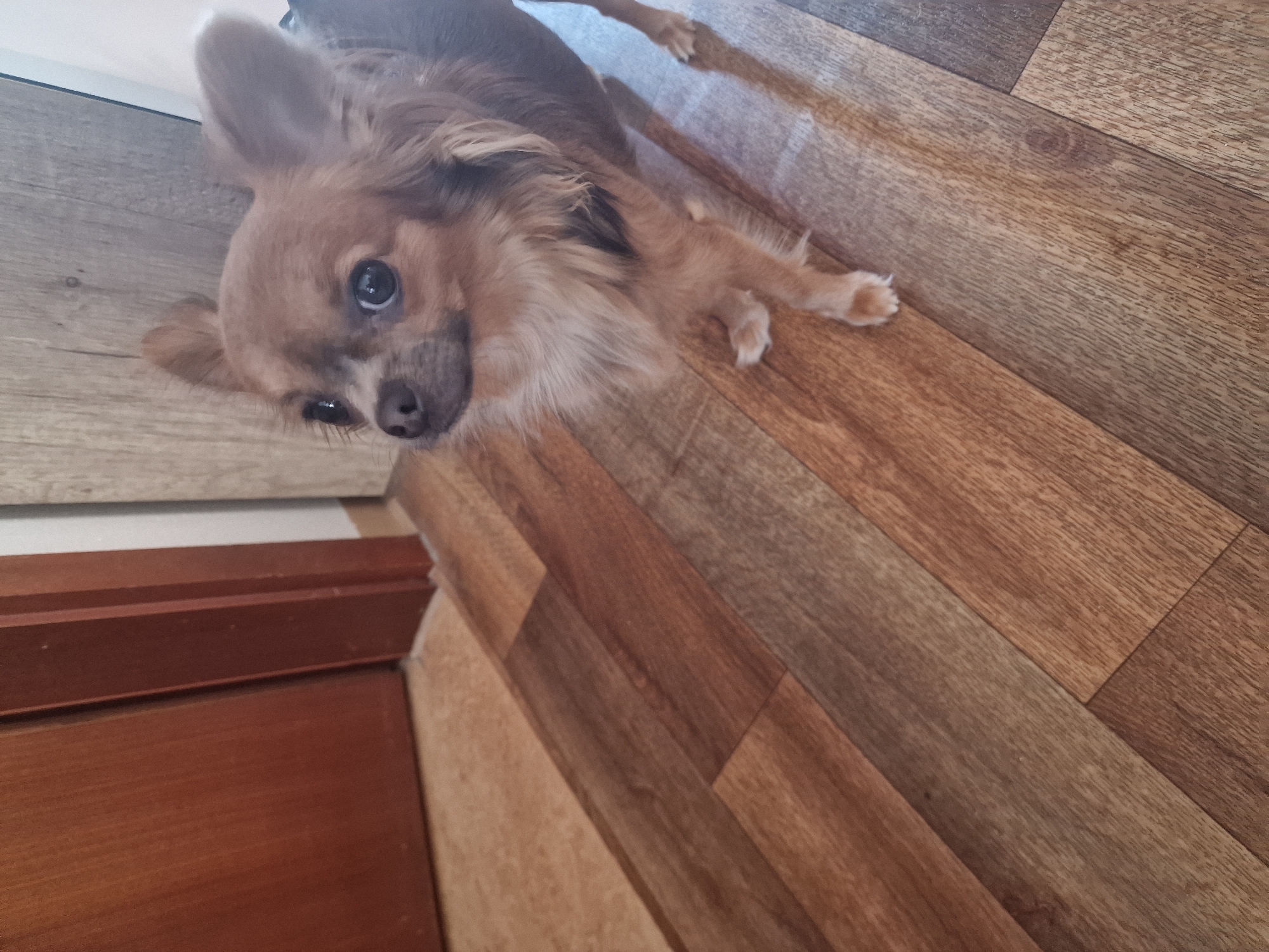 A long-haired, light brown Chihuahua dog stands on a wooden floor in a room. The dog is facing towards the left of the frame, with its head turned to look upwards and to the right. Its ears are perked up, and its eyes are large and dark. The dog has a fluffy mane around its neck. The wooden floor has planks of varying brown tones. To the left of the frame, a portion of a dark brown wooden door and a lighter brown tiled floor are visible. The background consists of a light-colored wall and a vertical wooden element. The lighting in the scene is soft and even.