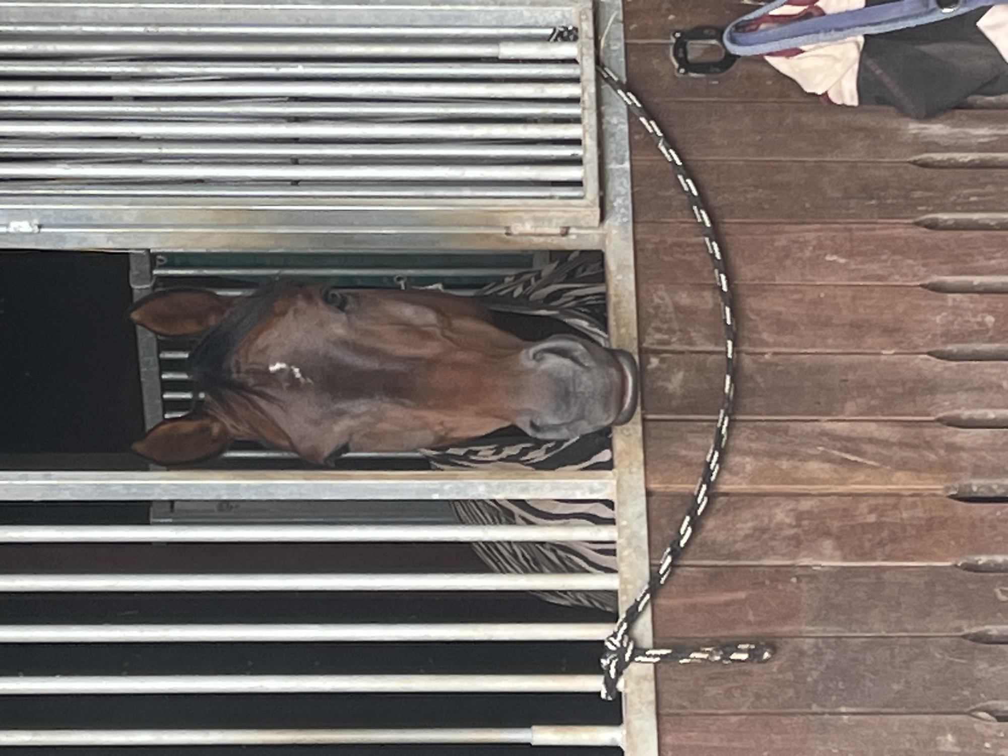 The image depicts a brown horse with a white blaze on its forehead peering out of a stable stall. The horse is wearing a striped blanket. The stable stall has vertical metal bars and wooden lower walls. A decorative rope is stretched across the front of the stall. In the lower right corner, a saddle pad and part of a blue halter are visible. The scene appears to be in a stable. The city of Momberg, Germany, is mentioned as the location.