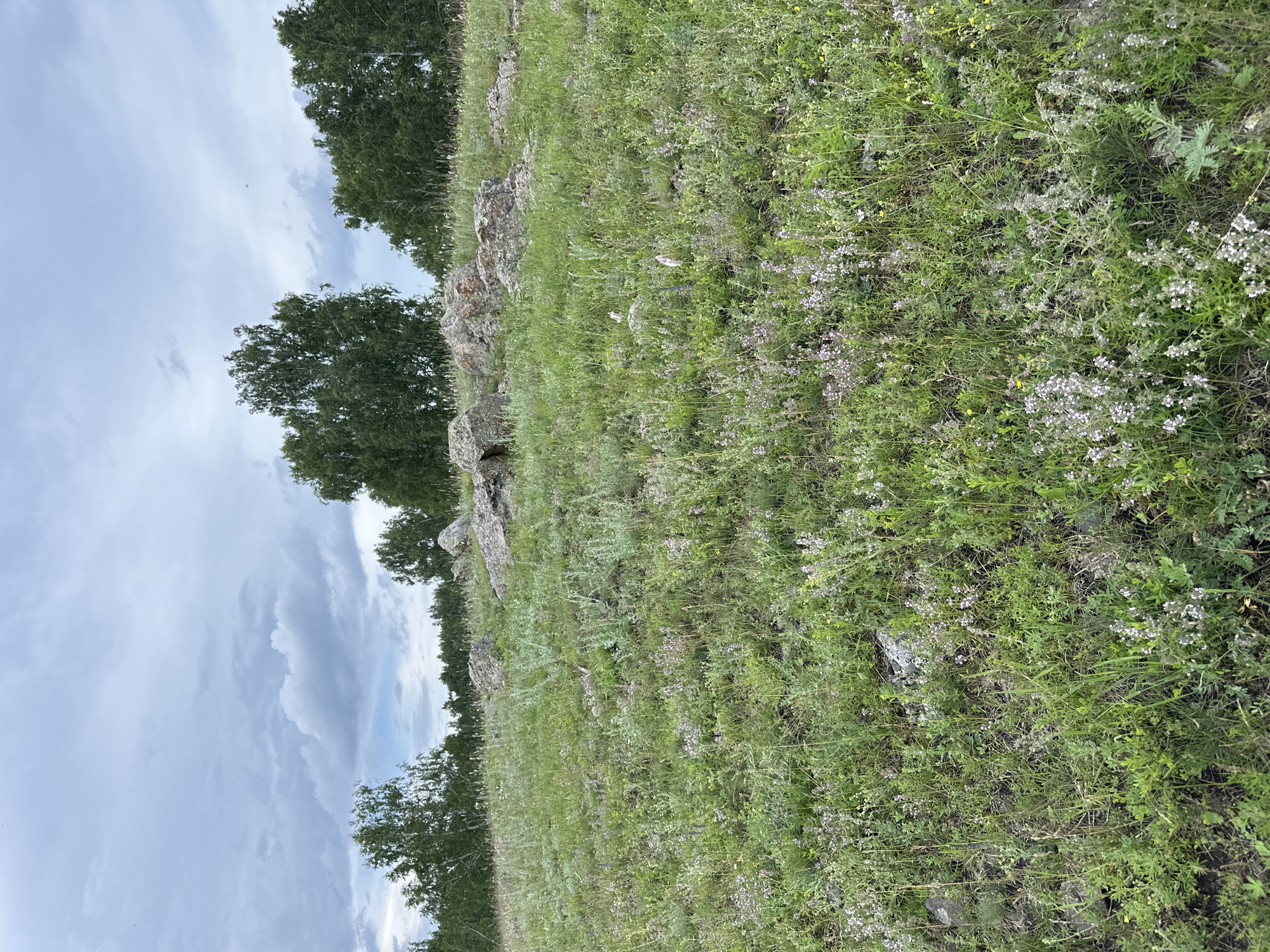A landscape photograph captures a hilly terrain covered in lush green grass and scattered wildflowers under a cloudy sky. In the foreground, the ground is a tapestry of various green plants and small white and purple flowers. The middle ground features larger rocks and boulders interspersed with the vegetation, suggesting a natural, uneven surface. Towards the background, a line of deciduous trees, primarily birches with their distinctive white bark, forms a dense line against the horizon. The sky is overcast with layers of grey and white clouds, diffusing the light and creating a muted atmosphere. The image appears to be taken outdoors in a natural, undeveloped area, possibly a rural landscape or a park. There are no people or man-made structures visible in the scene.
