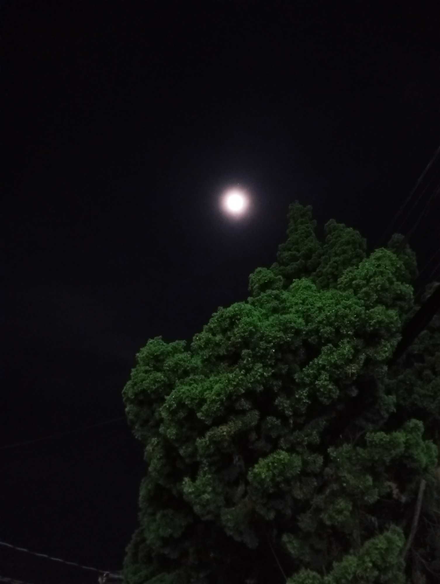 A nighttime shot shows a bright moon in a dark sky partially obscured by a large, dark green tree. Power lines are faintly visible in the lower left and right corners of the image. The location is likely in Da Lat, Vietnam, as there is nothing to refute that claim. No people or interactions are visible.