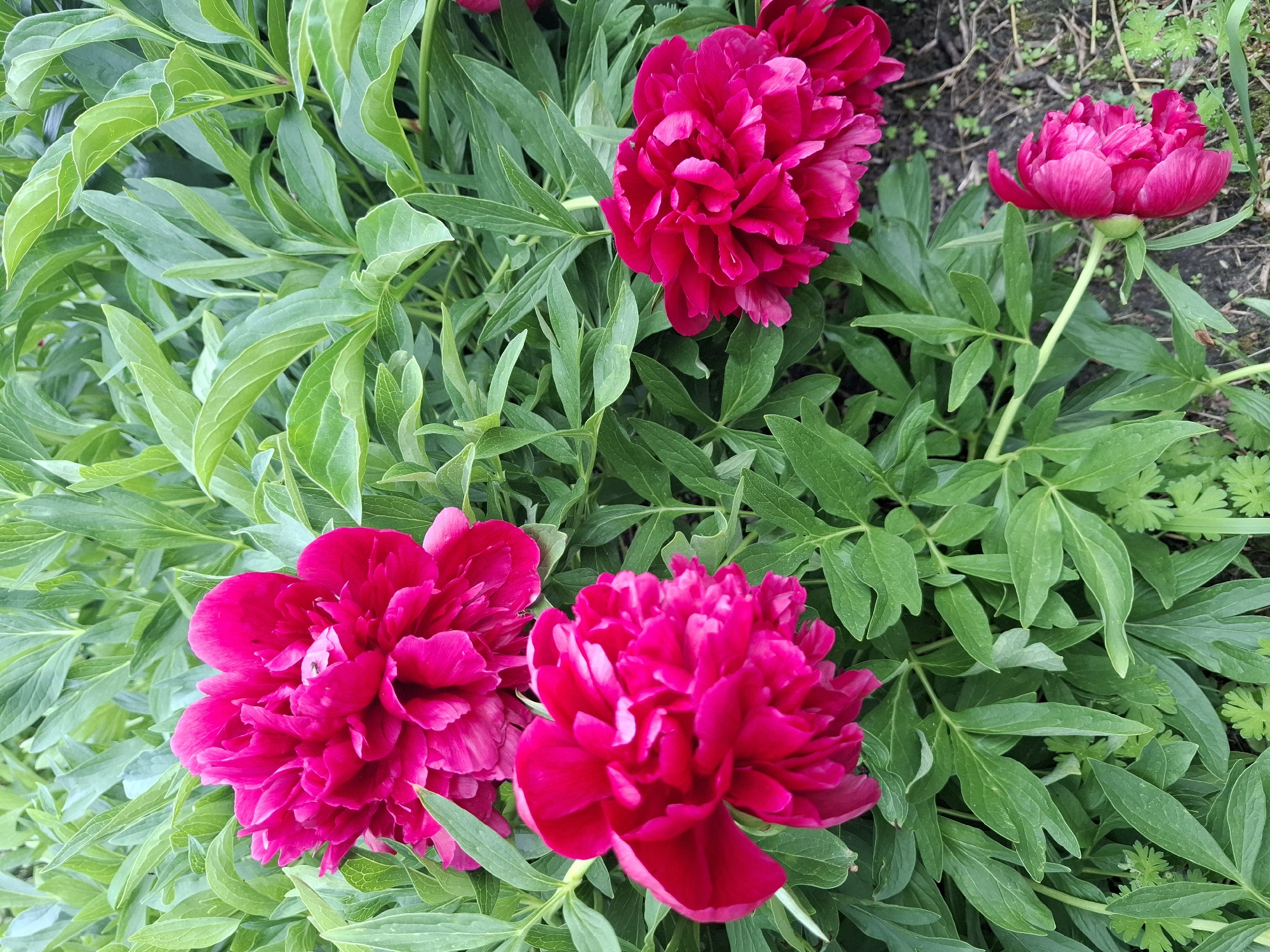 The image shows a cluster of peony flowers in bloom. Four vibrant, magenta-colored flowers are prominently displayed, surrounded by lush green foliage. The flowers have a dense, multi-layered petal arrangement. The foliage consists of numerous green leaves with smooth edges. In the background, some bare soil and small, unidentified plants are visible.
It is not possible to verify the location of the image as Khlevnoye, Russia.