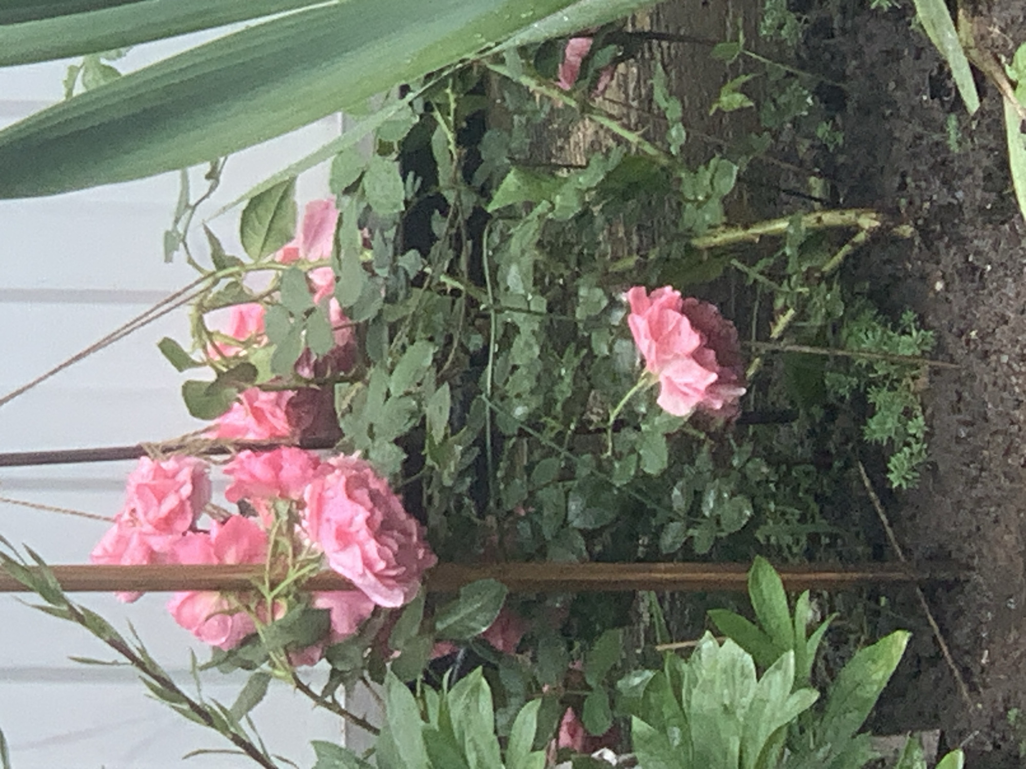 A close-up, angled outdoor shot features a pink rose bush, seemingly supported by a brown bamboo trellis. The flowers are in full bloom, with many petals, and are concentrated in the lower left of the frame. Green leaves are interspersed throughout the plant, both on the rose bush and on other plants in the foreground and background. In the upper right, there is soil visible, partially covered with small green plants. The background is slightly blurred, but a white structure, possibly a wall, is visible on the left.