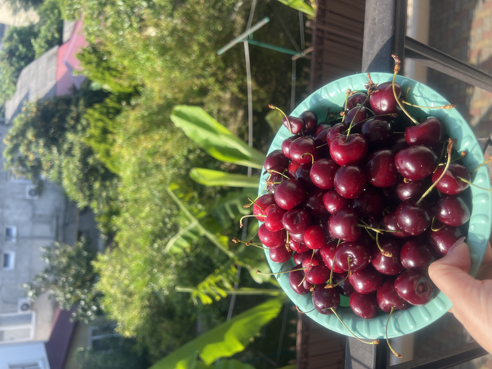 A close-up, eye-level shot shows a hand holding a teal bowl overflowing with dark red cherries. The cherries are ripe and glistening, with some still attached to their thin brown stems. In the background, a blurred urban scene unfolds under a bright, sunny sky. Green foliage, including large banana-like leaves, fills the mid-ground, suggesting a warm climate. Behind the vegetation, buildings with grey and white facades and red roofs are visible, along with air conditioning units. The overall impression is one of fresh fruit enjoyed outdoors.